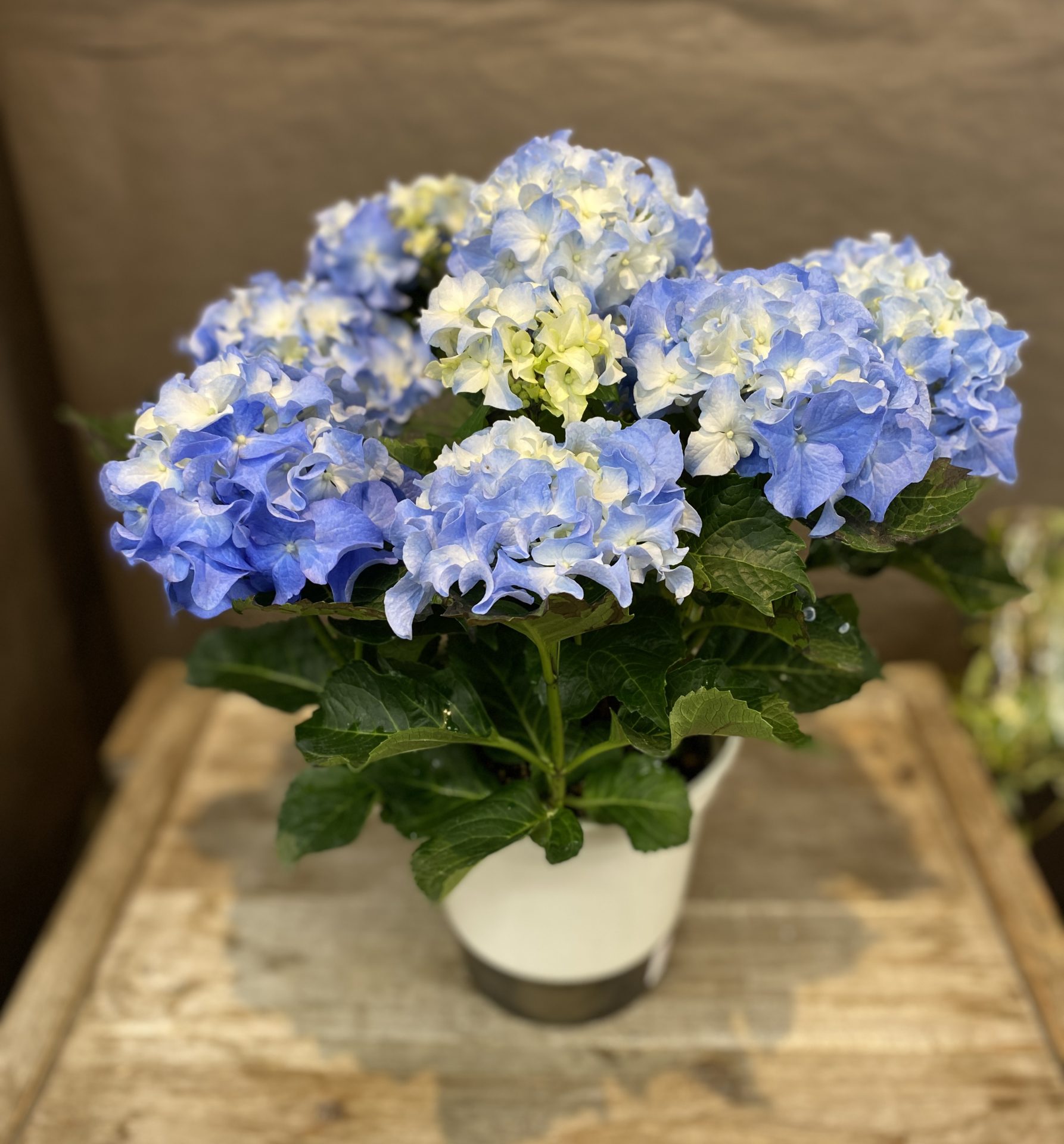 /|佐世保の花屋さん 花徳フローリスト