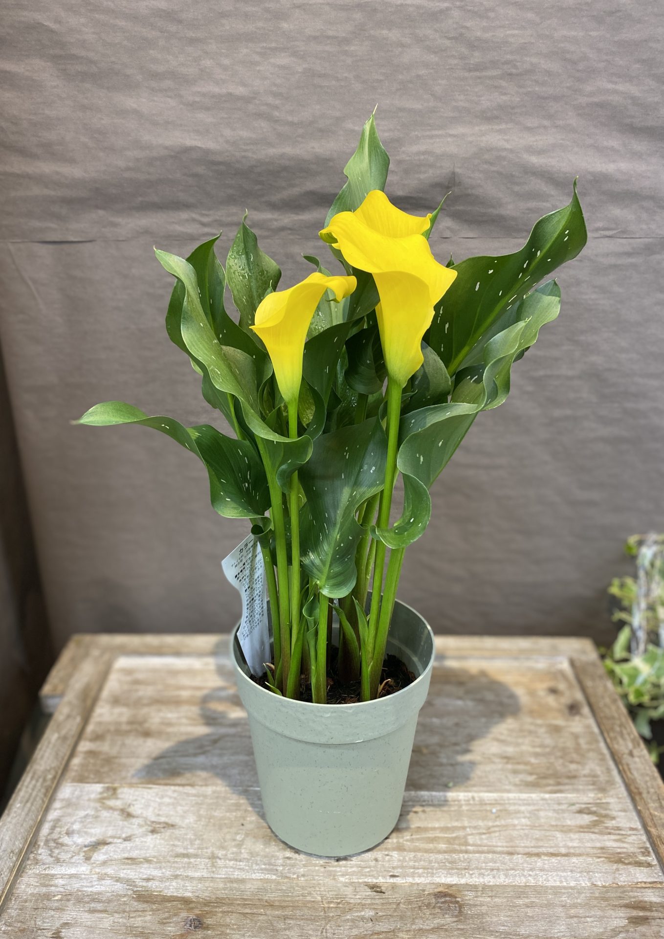/|佐世保の花屋さん 花徳フローリスト