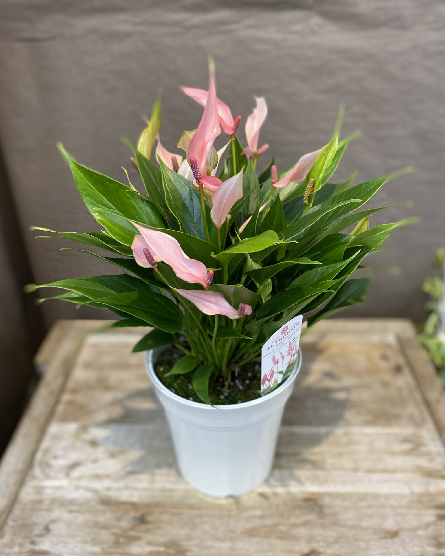 /|佐世保の花屋さん 花徳フローリスト