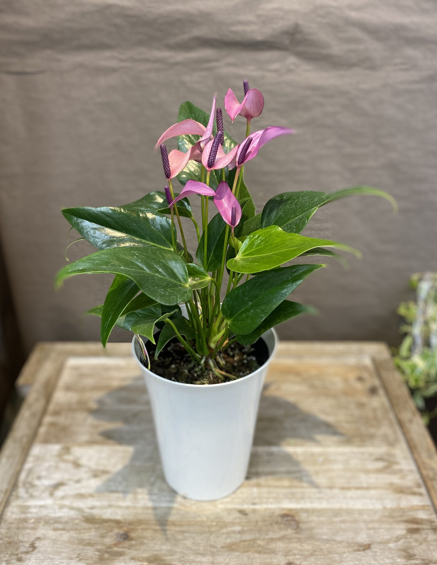 /|佐世保の花屋さん 花徳フローリスト