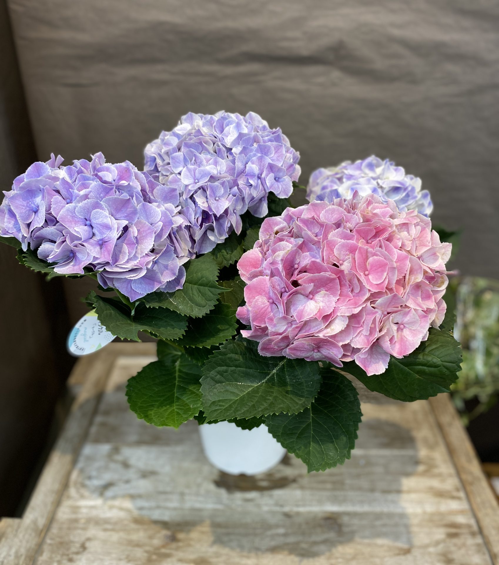 /|佐世保の花屋さん 花徳フローリスト