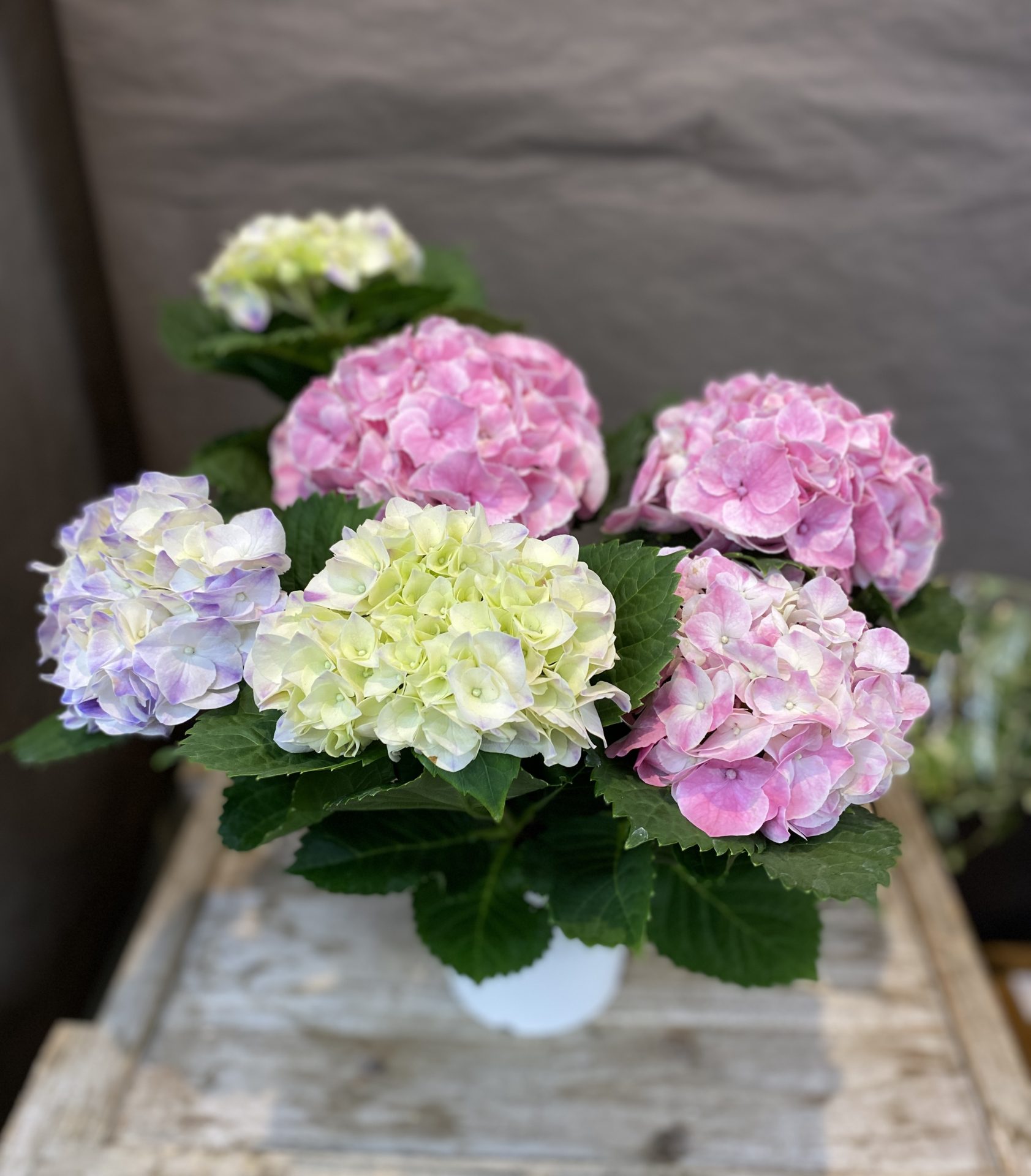 /|佐世保の花屋さん 花徳フローリスト