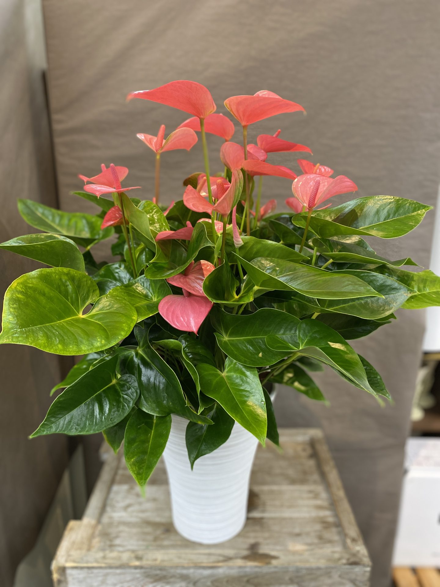 /|佐世保の花屋さん 花徳フローリスト