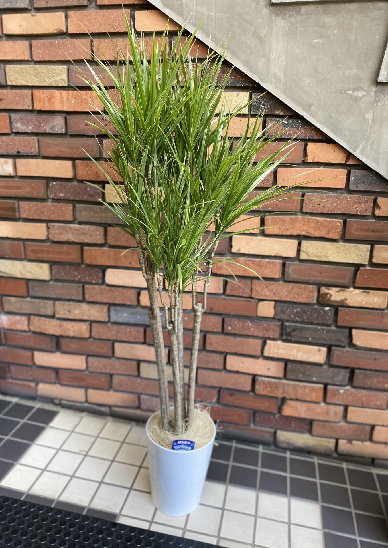 /|佐世保の花屋さん 花徳フローリスト
