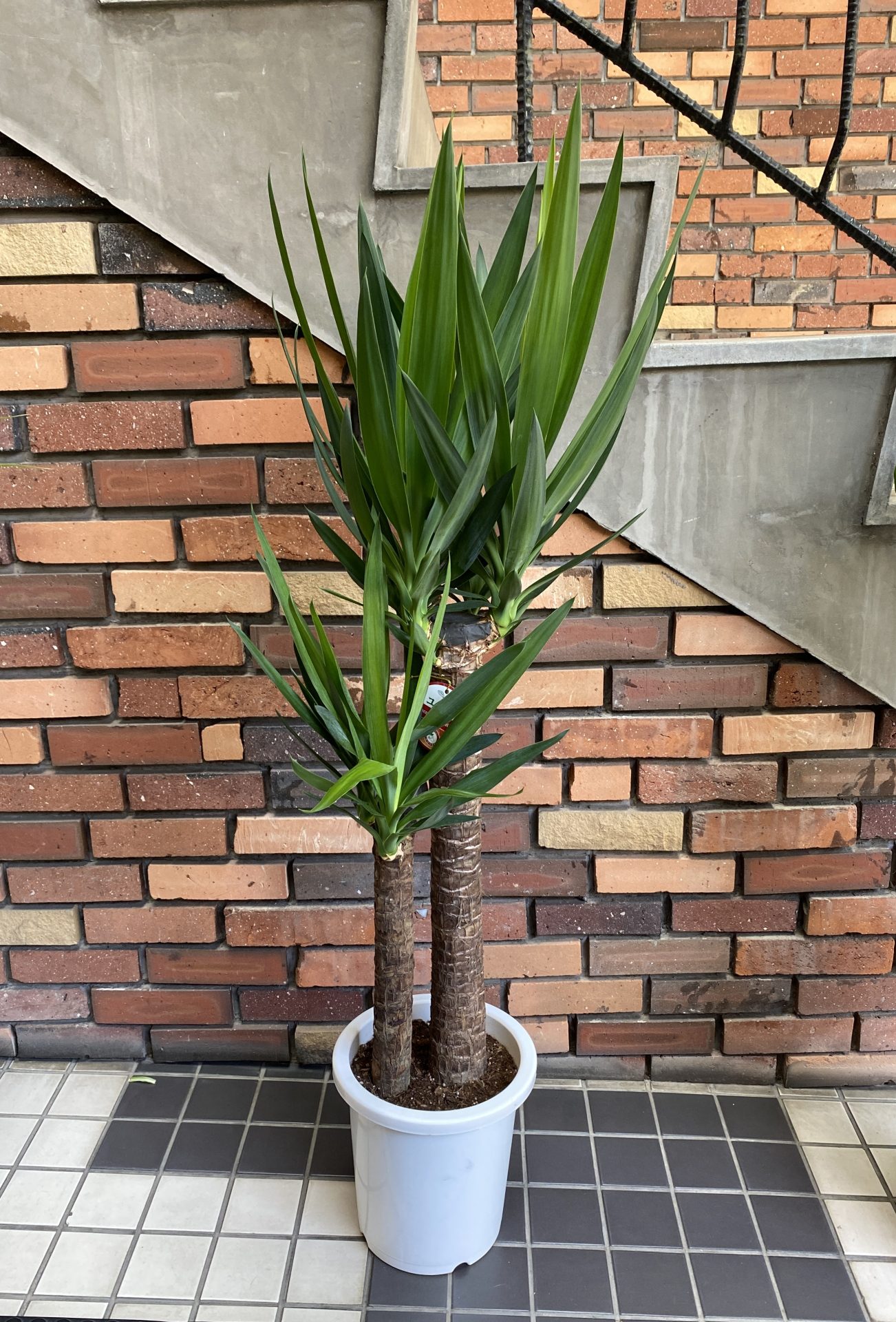 /|佐世保の花屋さん 花徳フローリスト
