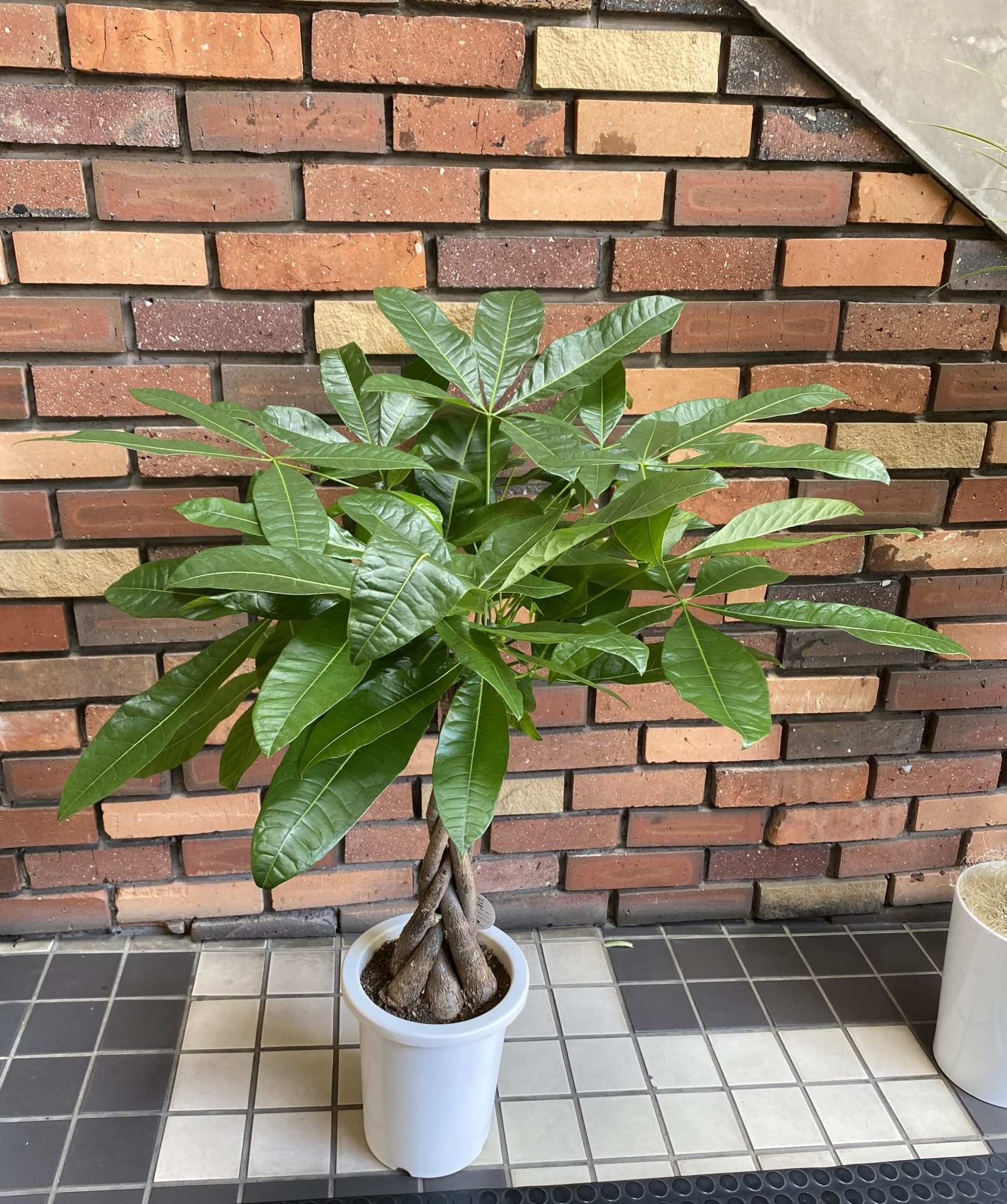 /|佐世保の花屋さん 花徳フローリスト