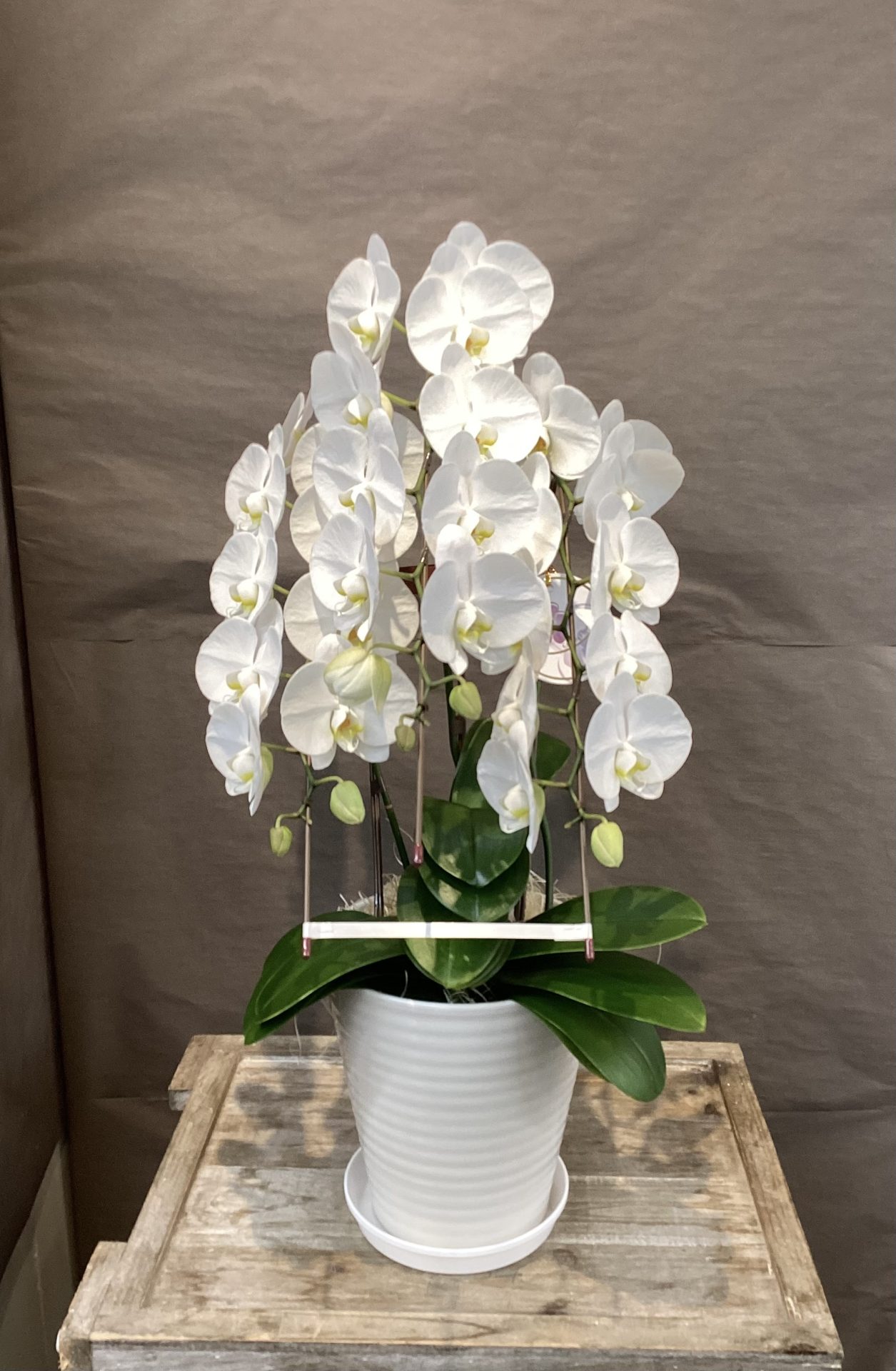 /|佐世保の花屋さん 花徳フローリスト