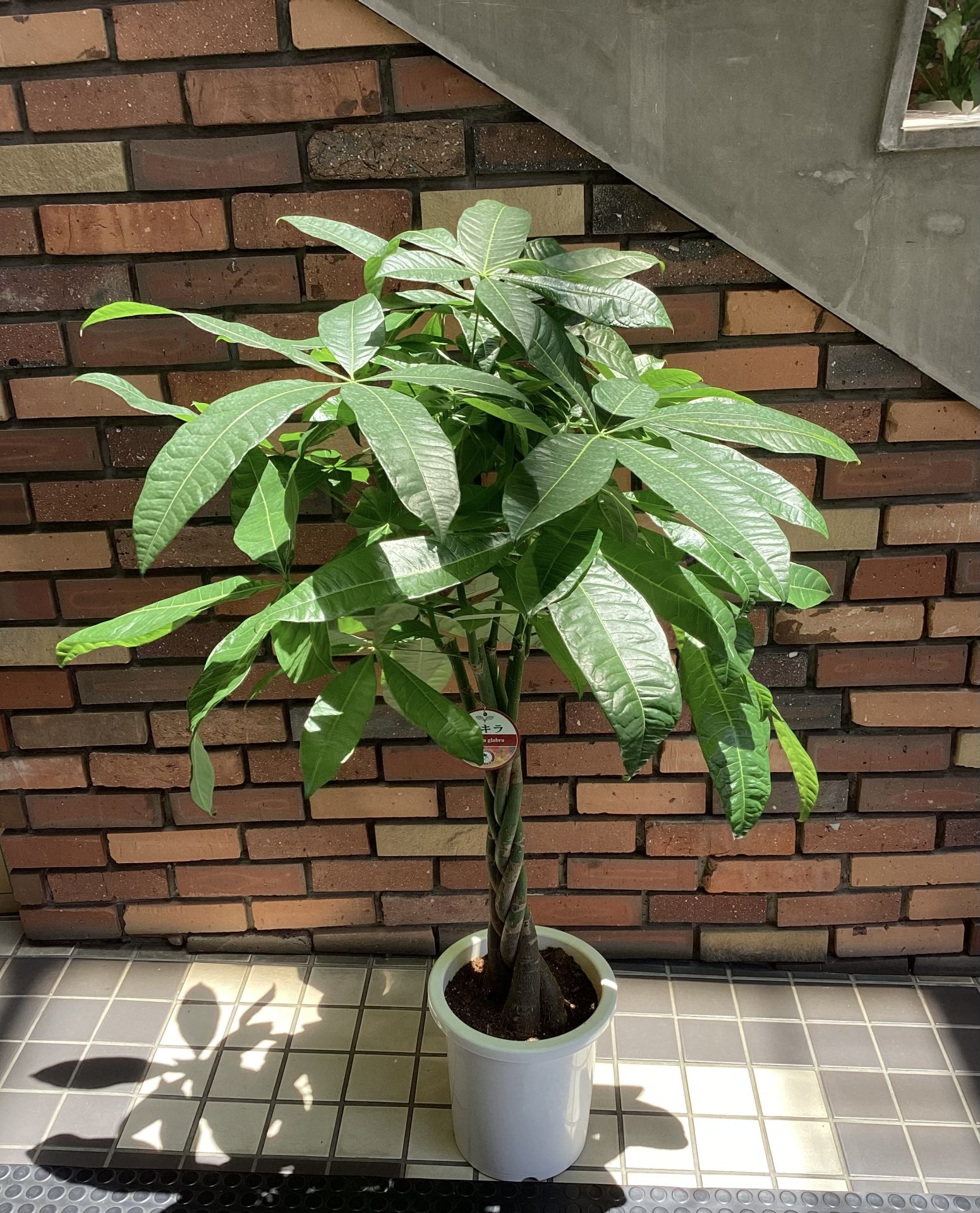 /|佐世保の花屋さん 花徳フローリスト