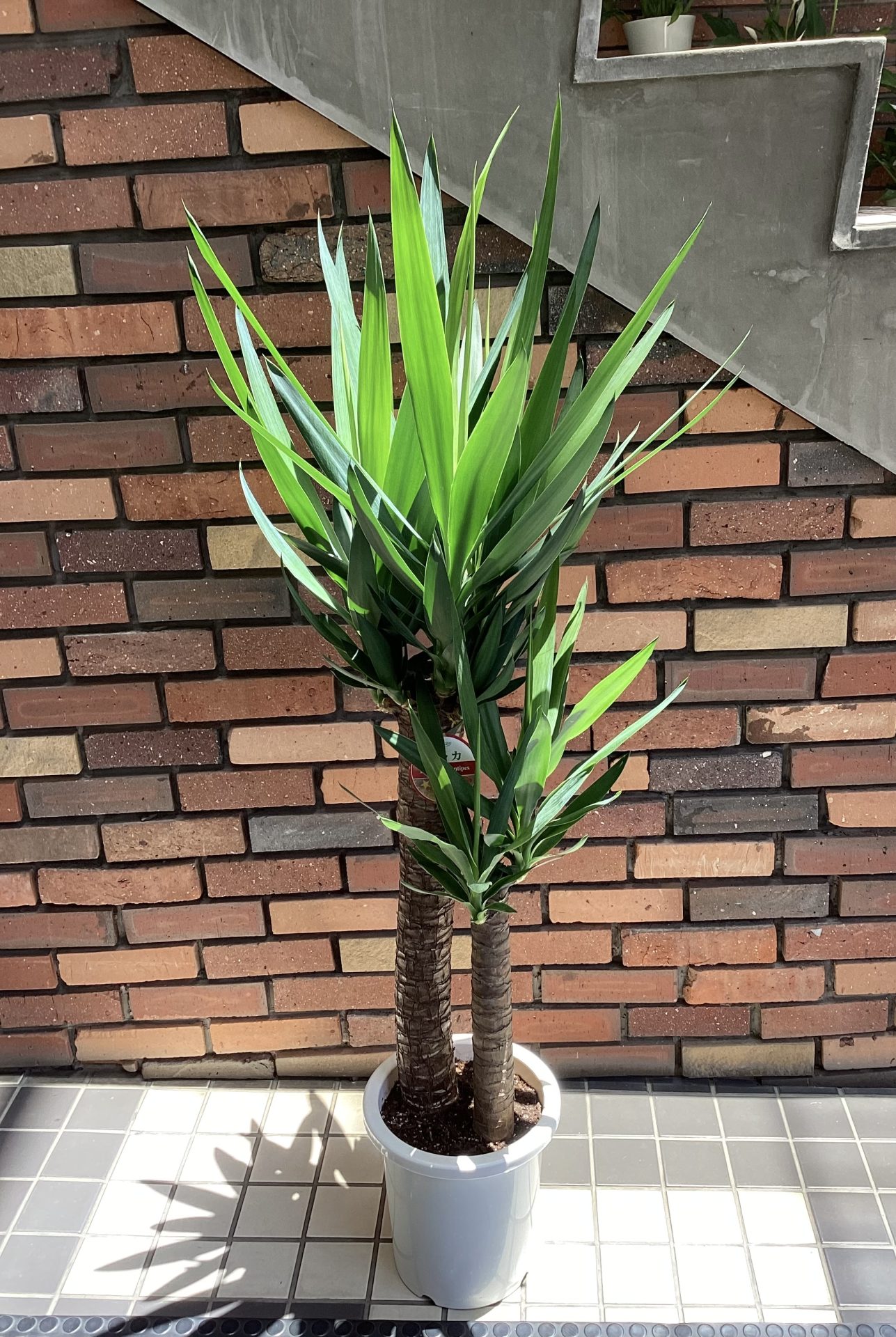 /|佐世保の花屋さん 花徳フローリスト