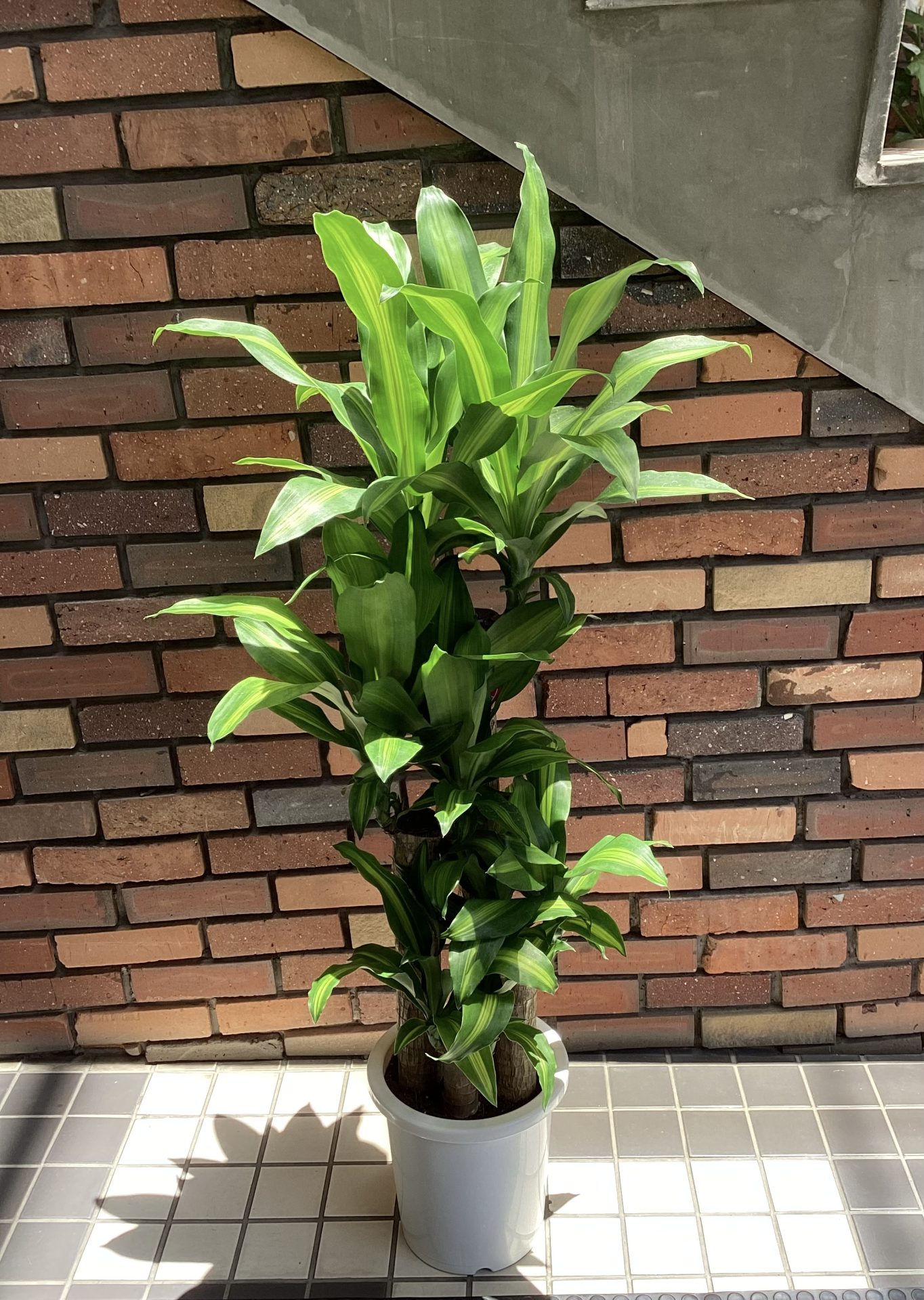 /|佐世保の花屋さん 花徳フローリスト