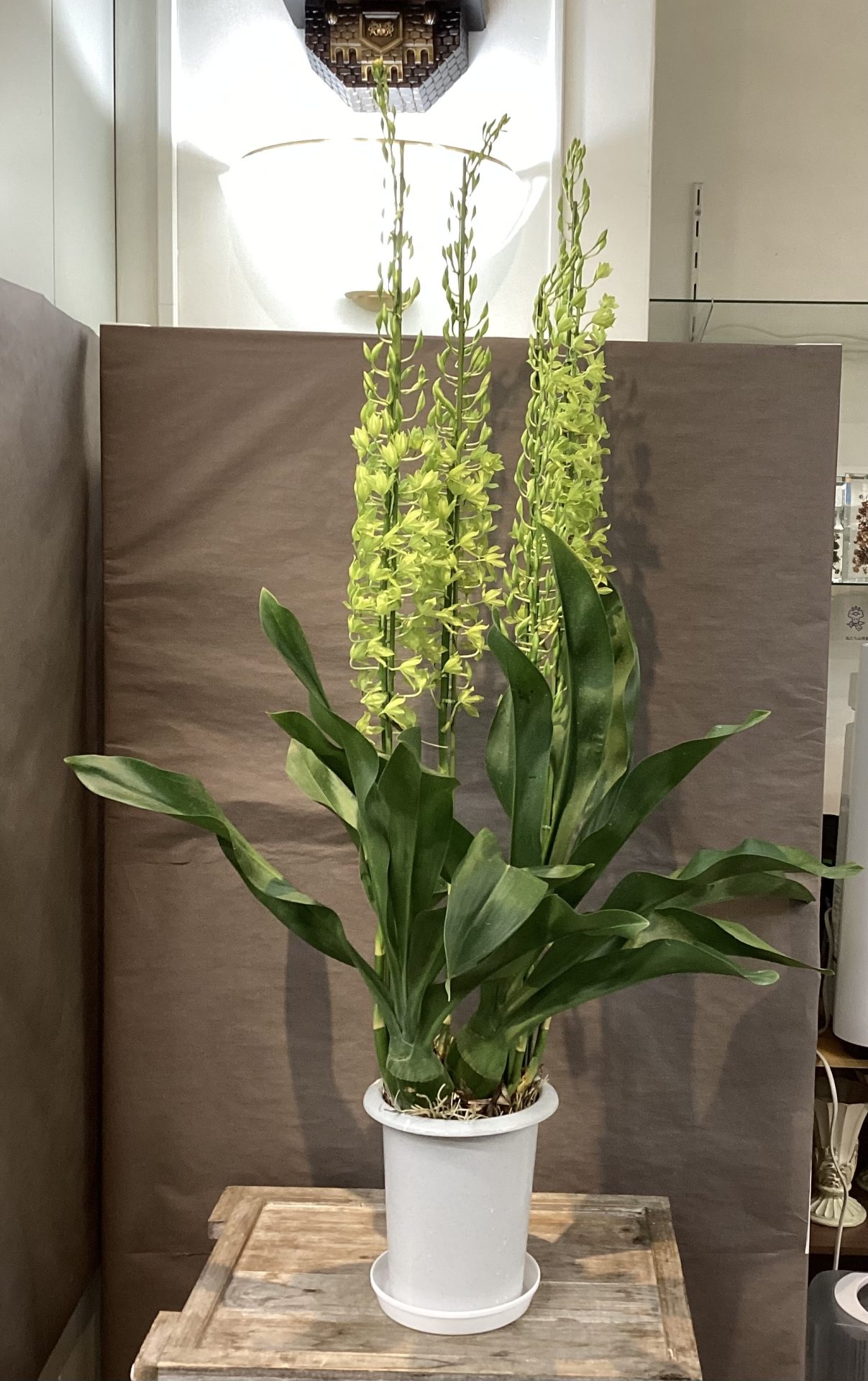 /|佐世保の花屋さん 花徳フローリスト