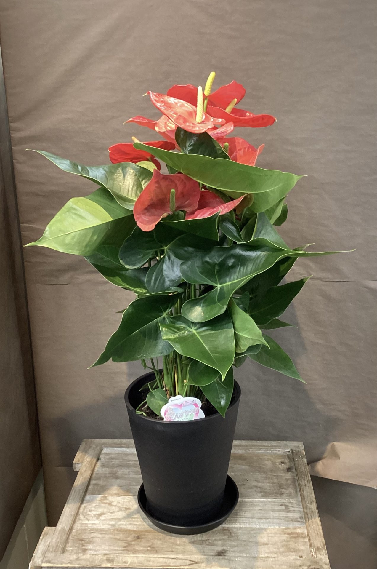 /|佐世保の花屋さん 花徳フローリスト