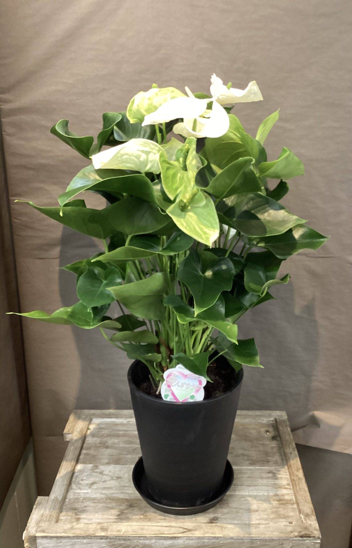 /|佐世保の花屋さん 花徳フローリスト