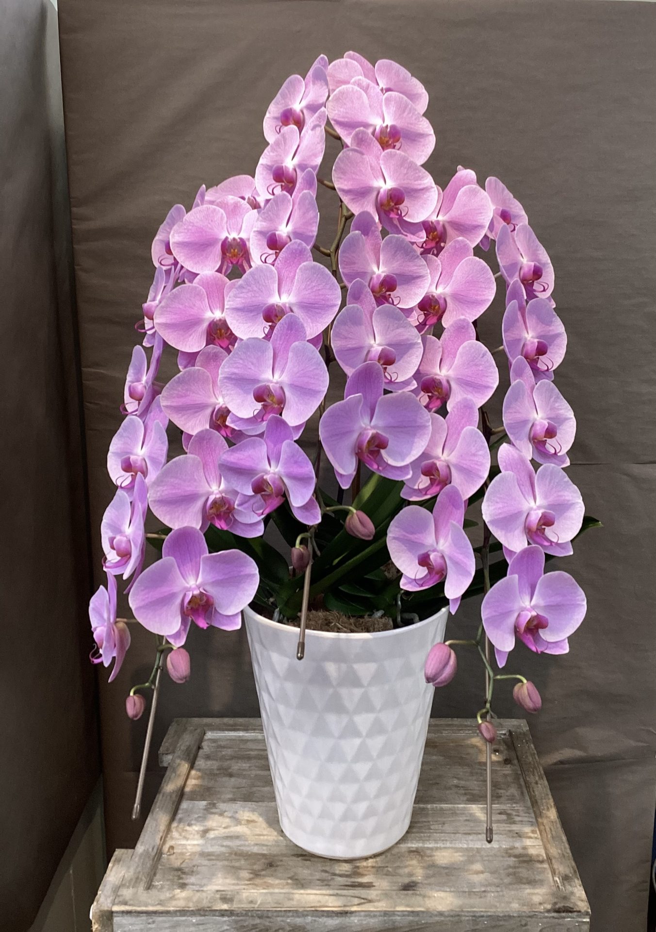 /|佐世保の花屋さん 花徳フローリスト
