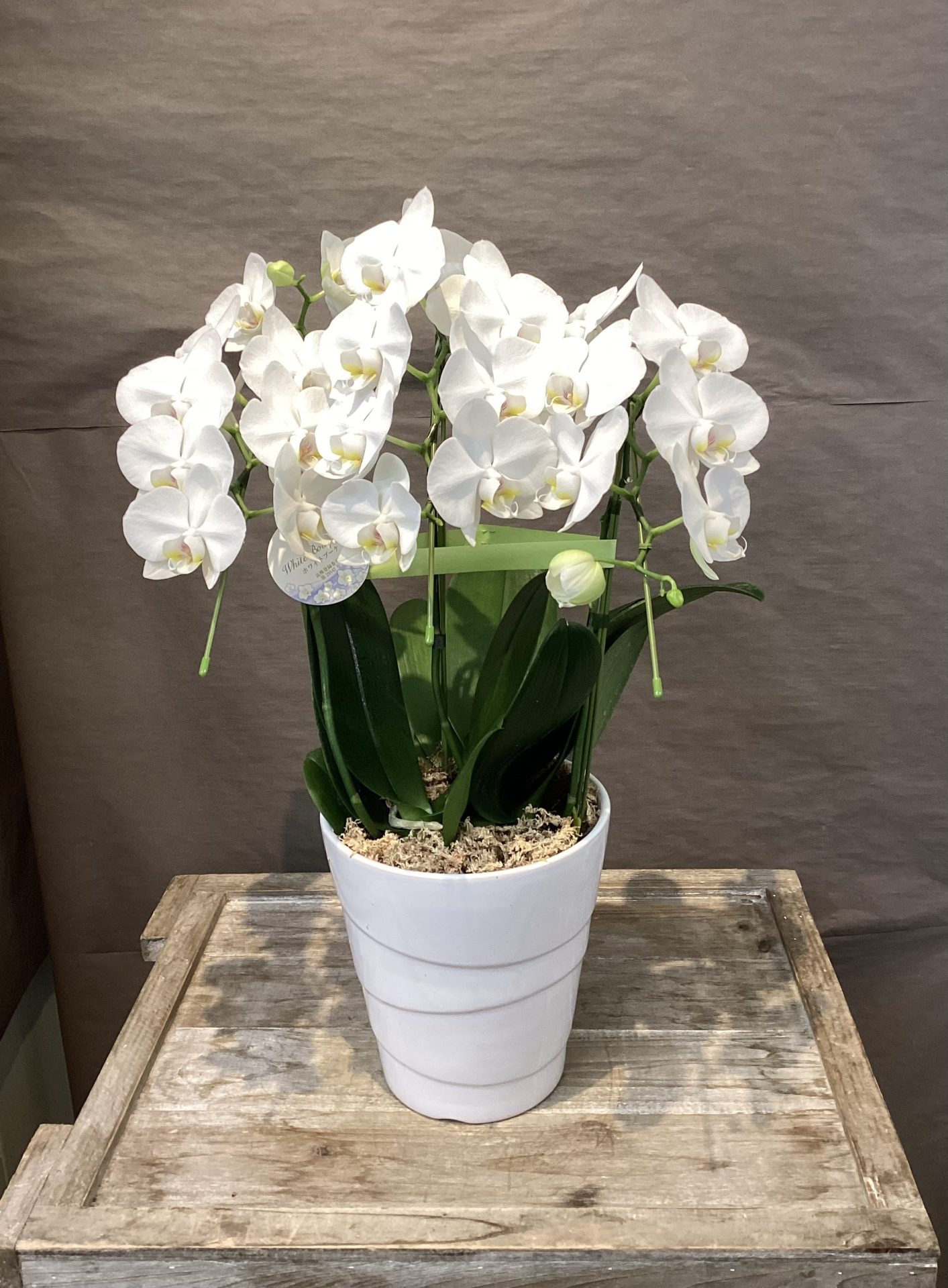 /|佐世保の花屋さん 花徳フローリスト