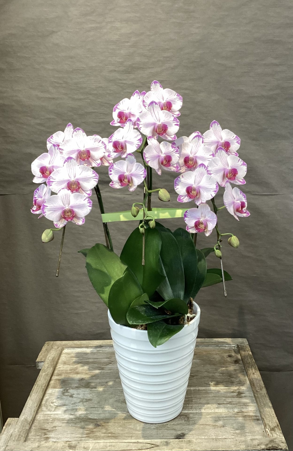 /|佐世保の花屋さん 花徳フローリスト