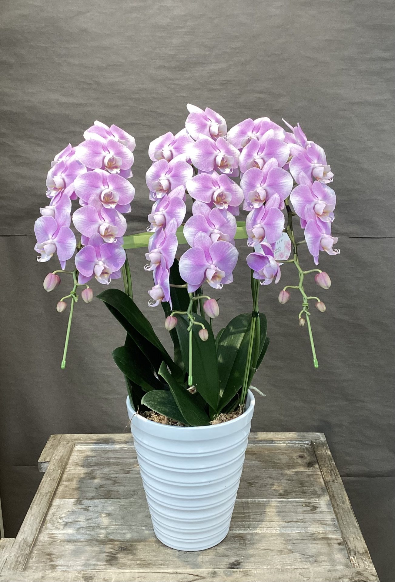 /|佐世保の花屋さん 花徳フローリスト