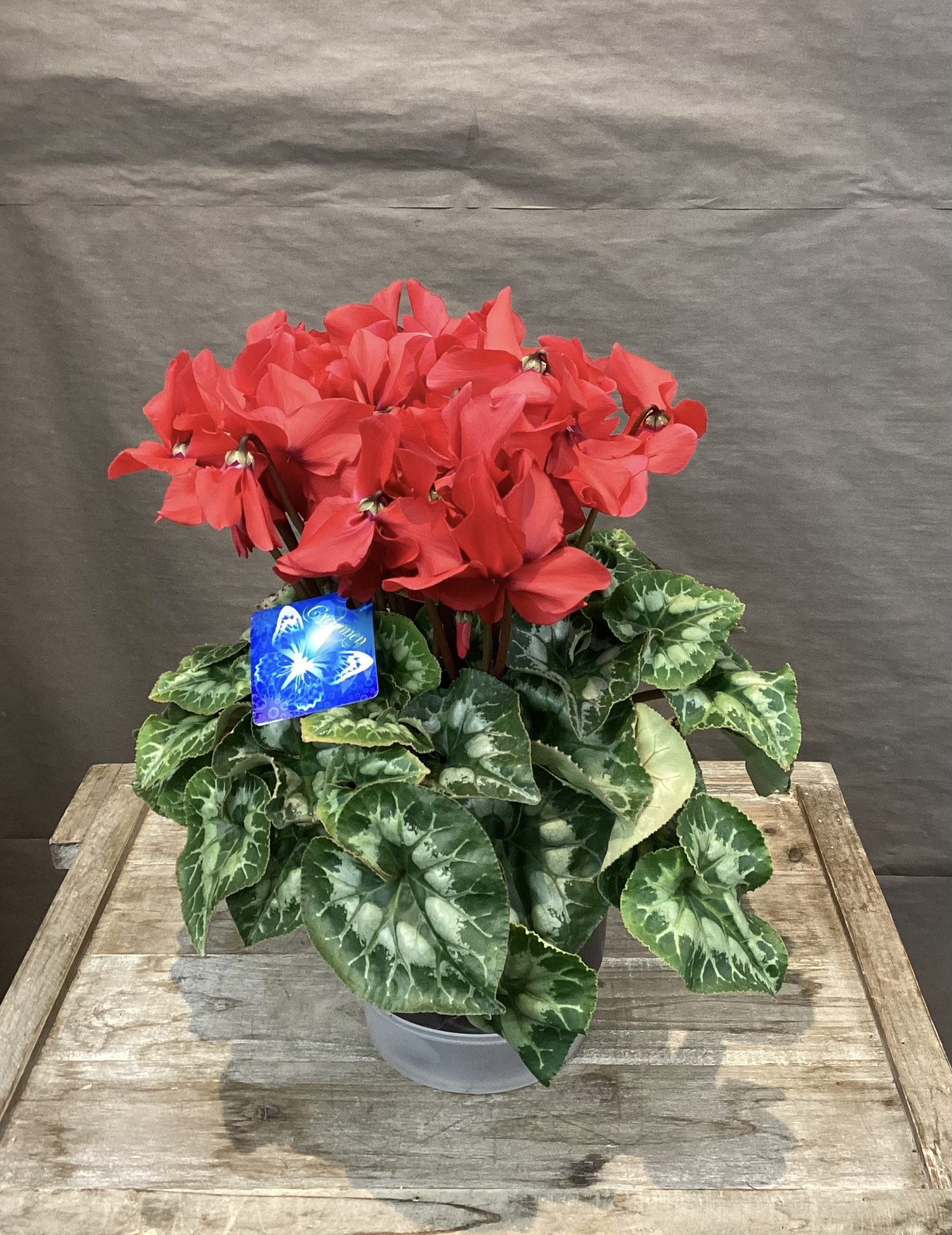 /|佐世保の花屋さん 花徳フローリスト