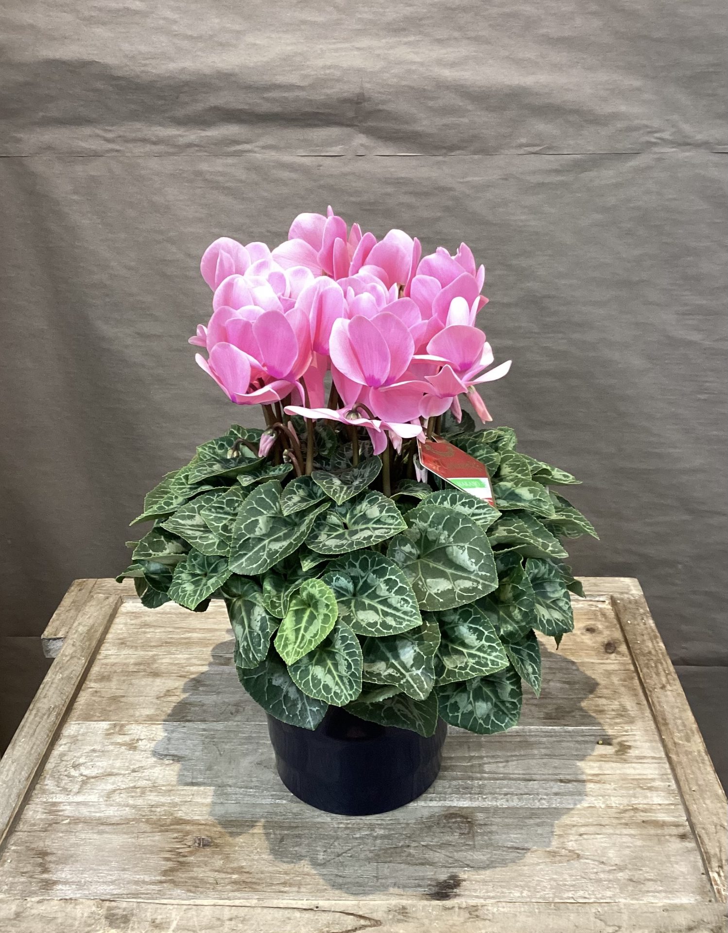 /|佐世保の花屋さん 花徳フローリスト