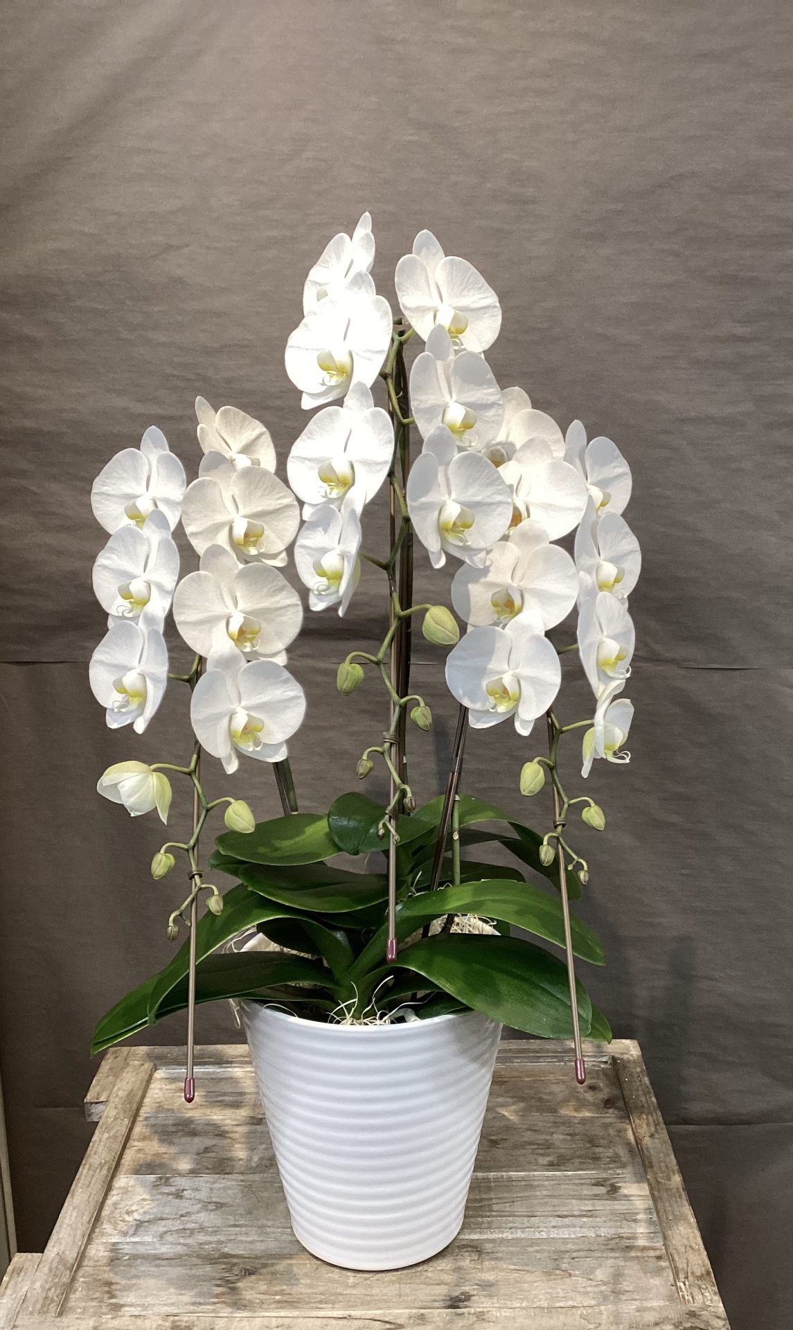 /|佐世保の花屋さん 花徳フローリスト