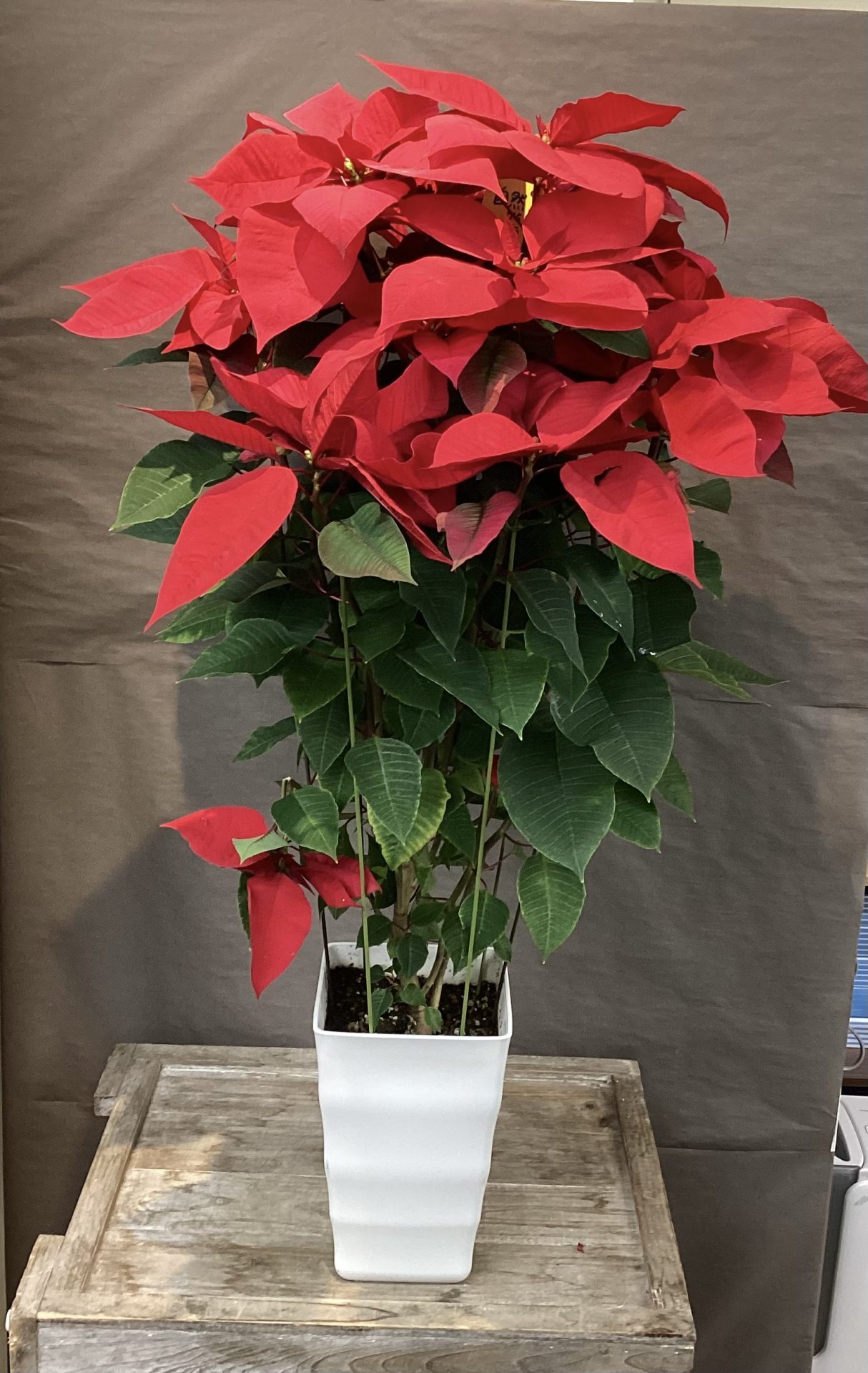 /|佐世保の花屋さん 花徳フローリスト