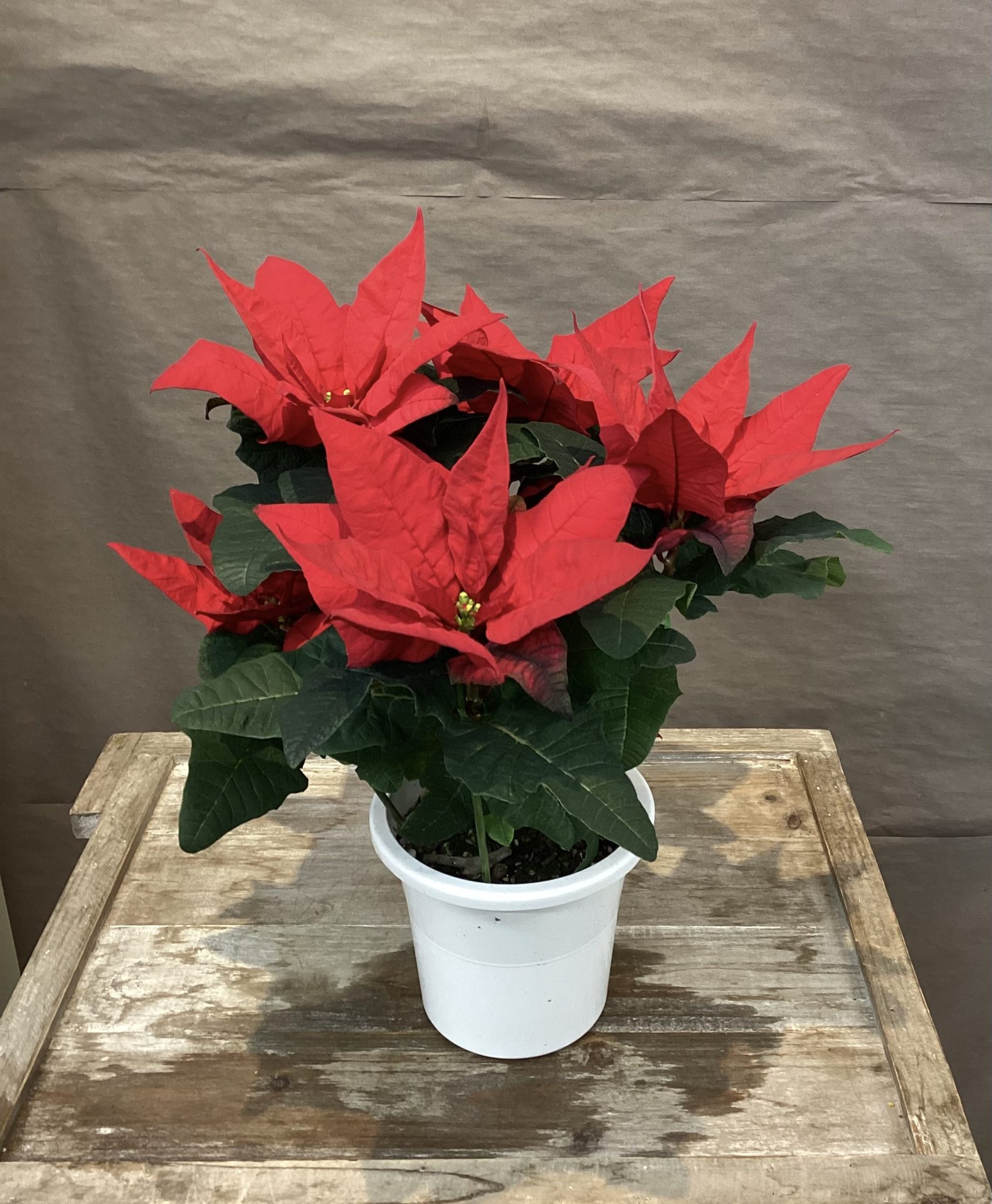 /|佐世保の花屋さん 花徳フローリスト