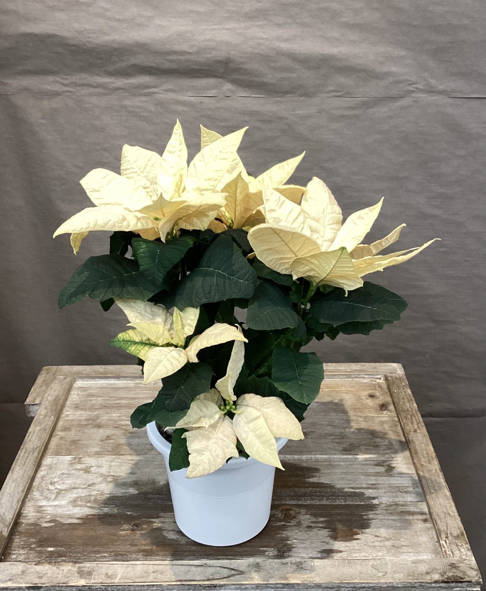 /|佐世保の花屋さん 花徳フローリスト