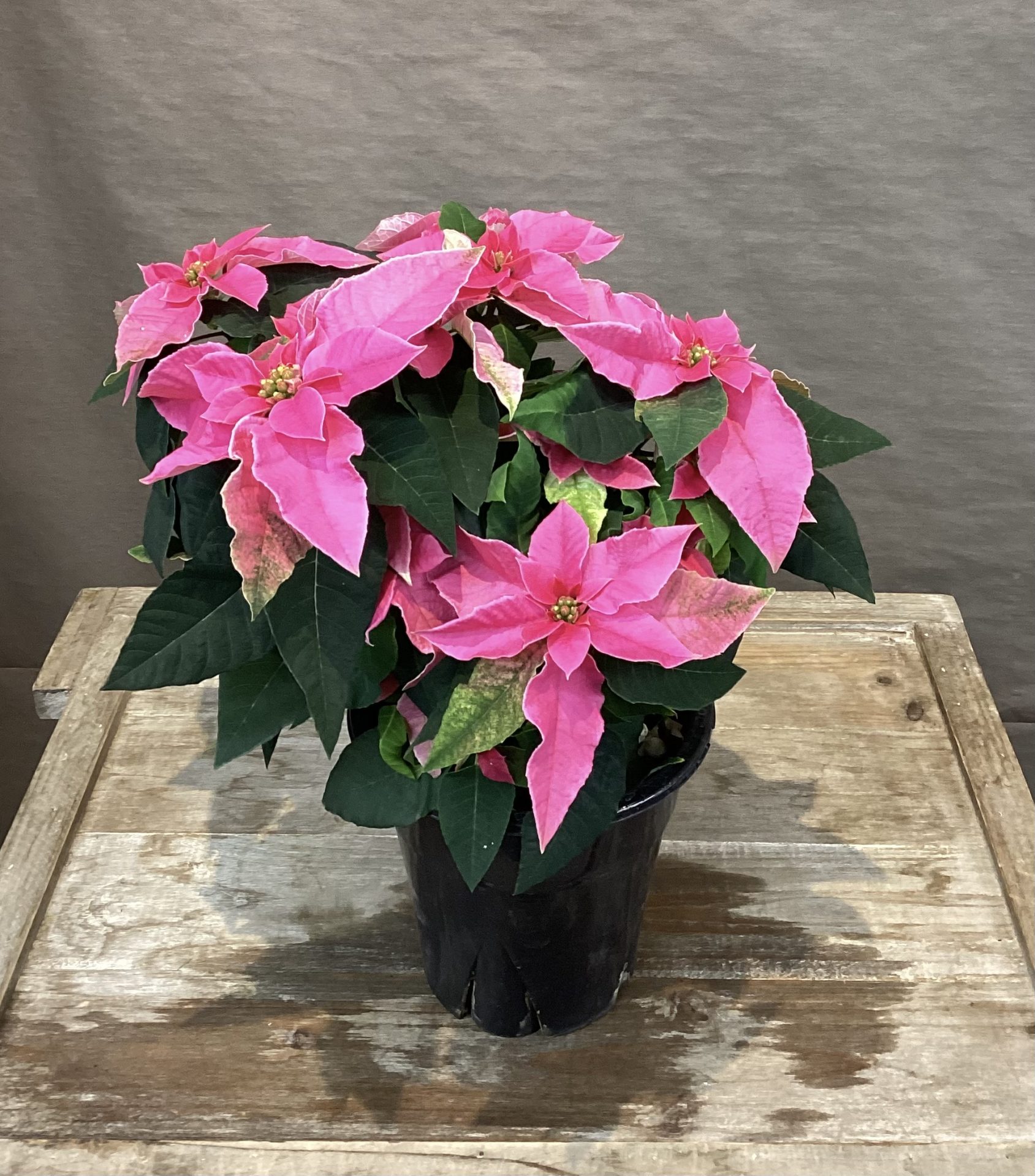 /|佐世保の花屋さん 花徳フローリスト