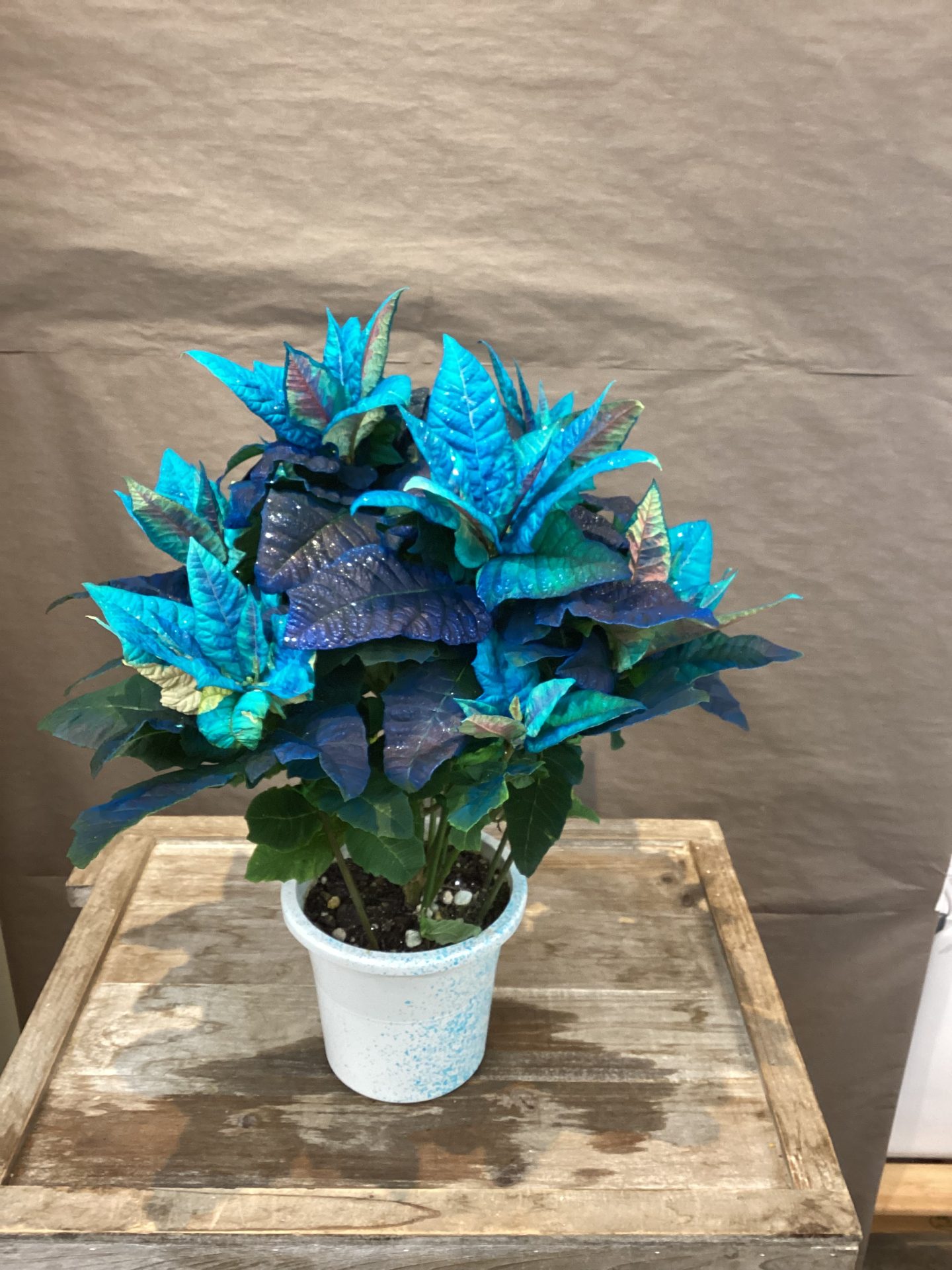 /|佐世保の花屋さん 花徳フローリスト