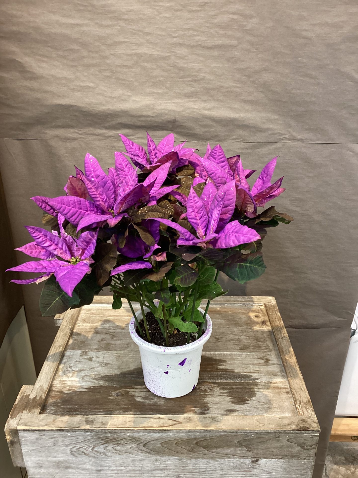 /|佐世保の花屋さん 花徳フローリスト