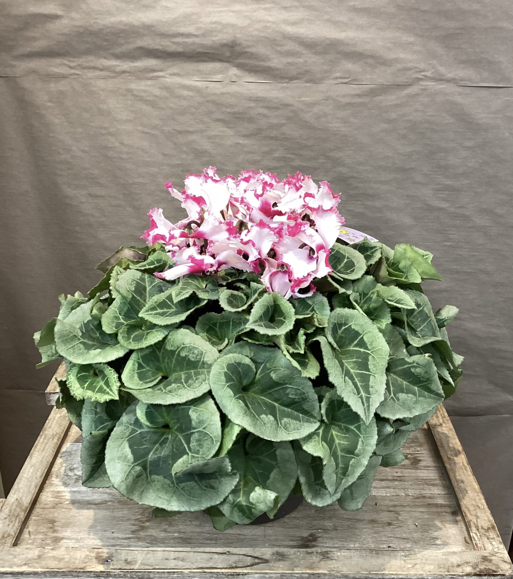 /|佐世保の花屋さん 花徳フローリスト