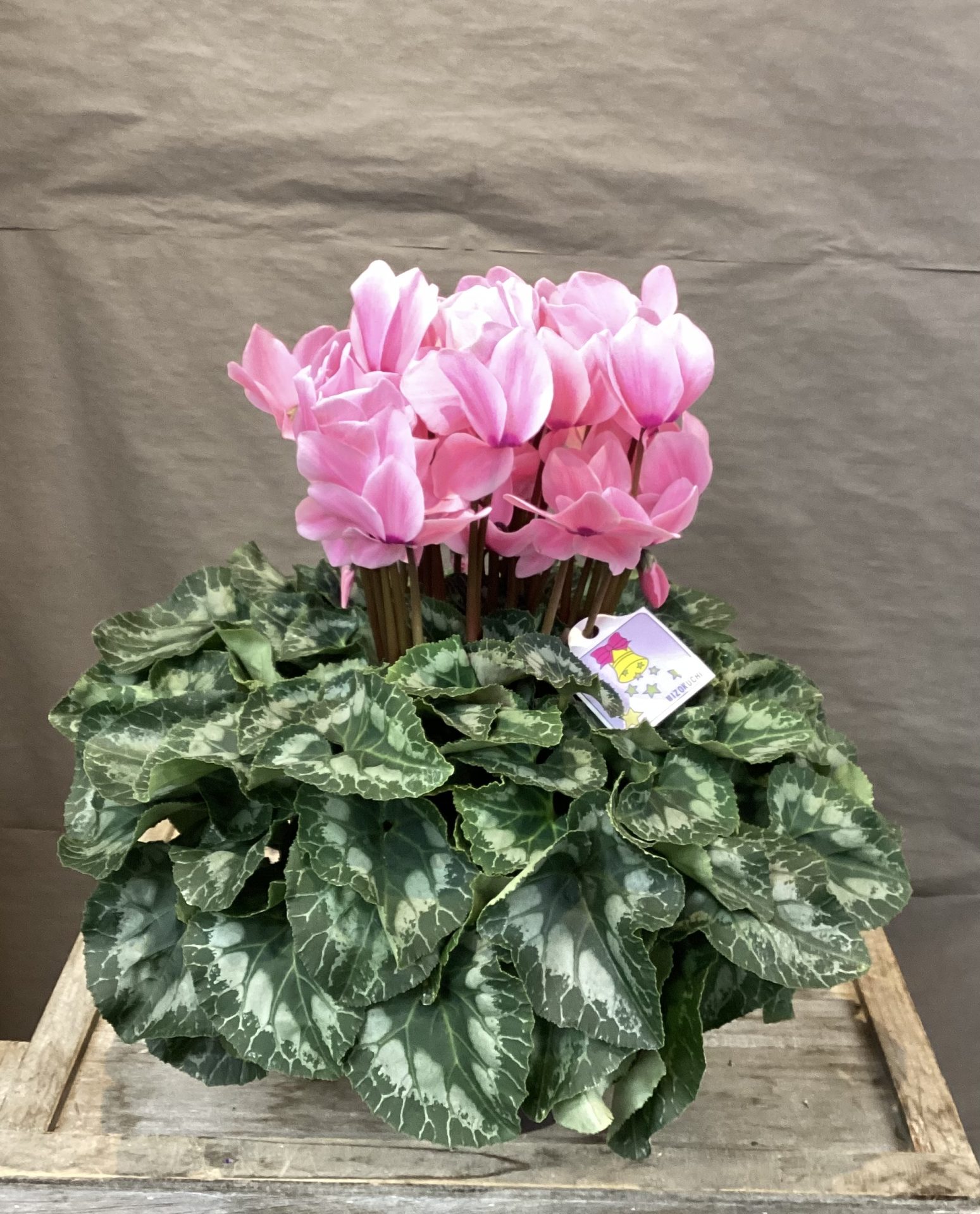 /|佐世保の花屋さん 花徳フローリスト