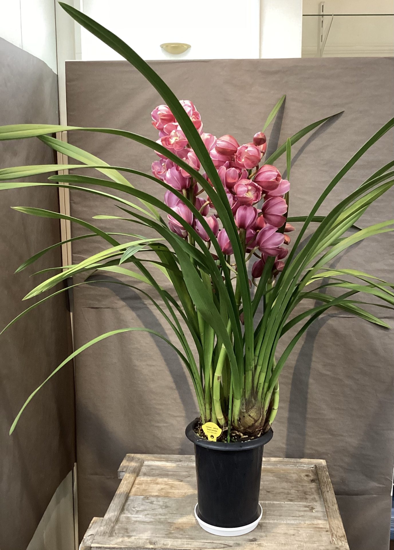 /|佐世保の花屋さん 花徳フローリスト