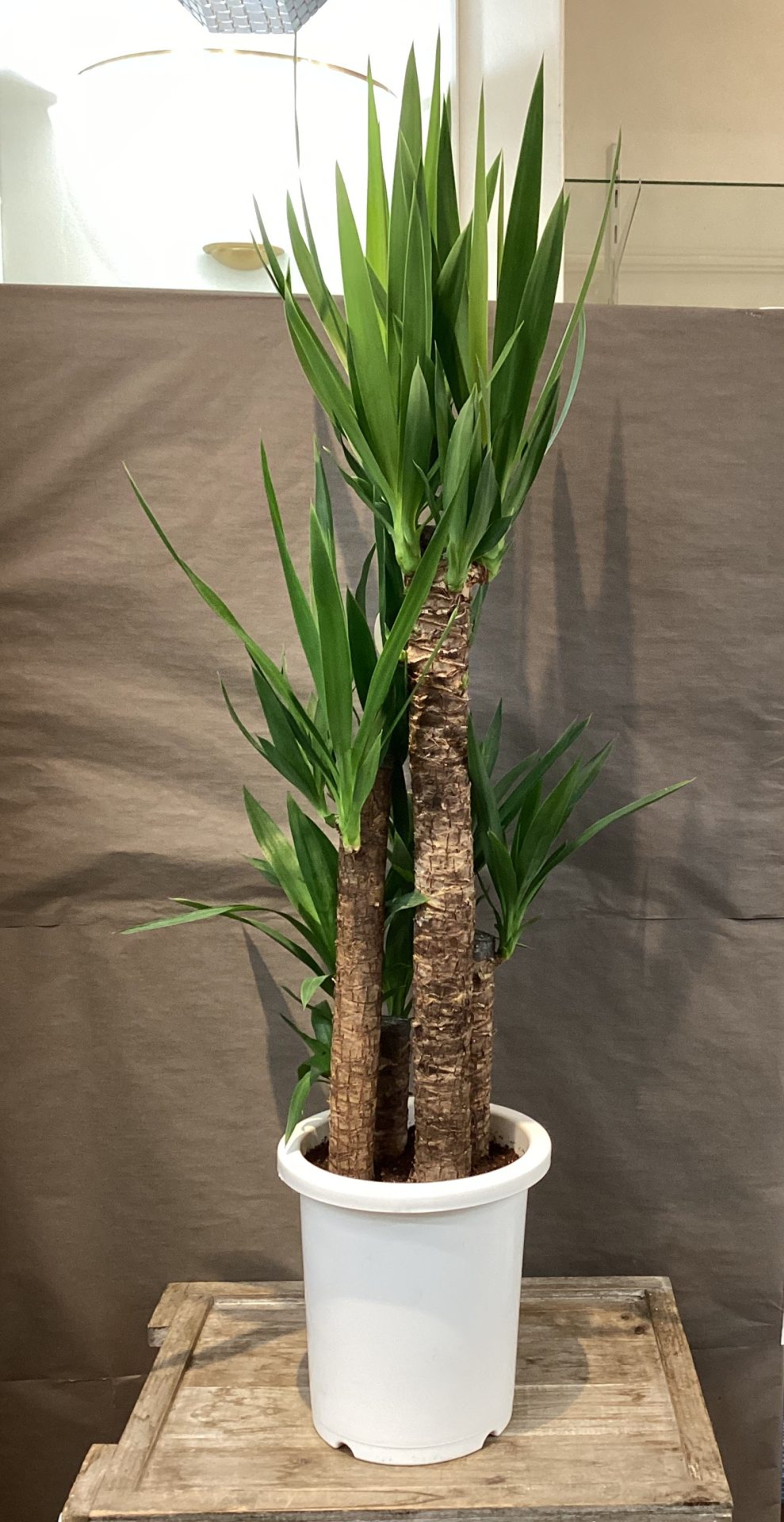 /|佐世保の花屋さん 花徳フローリスト