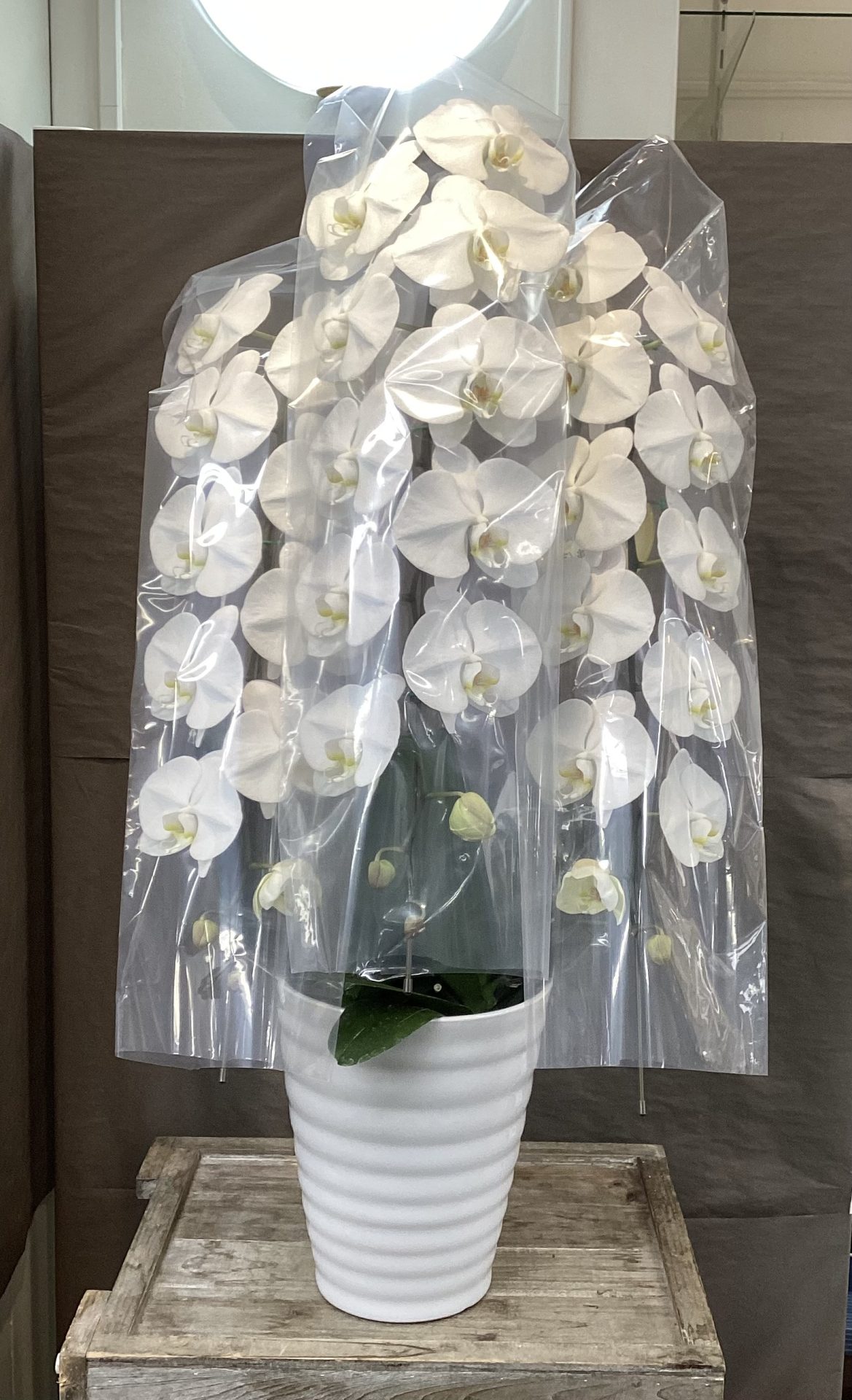 /|佐世保の花屋さん 花徳フローリスト