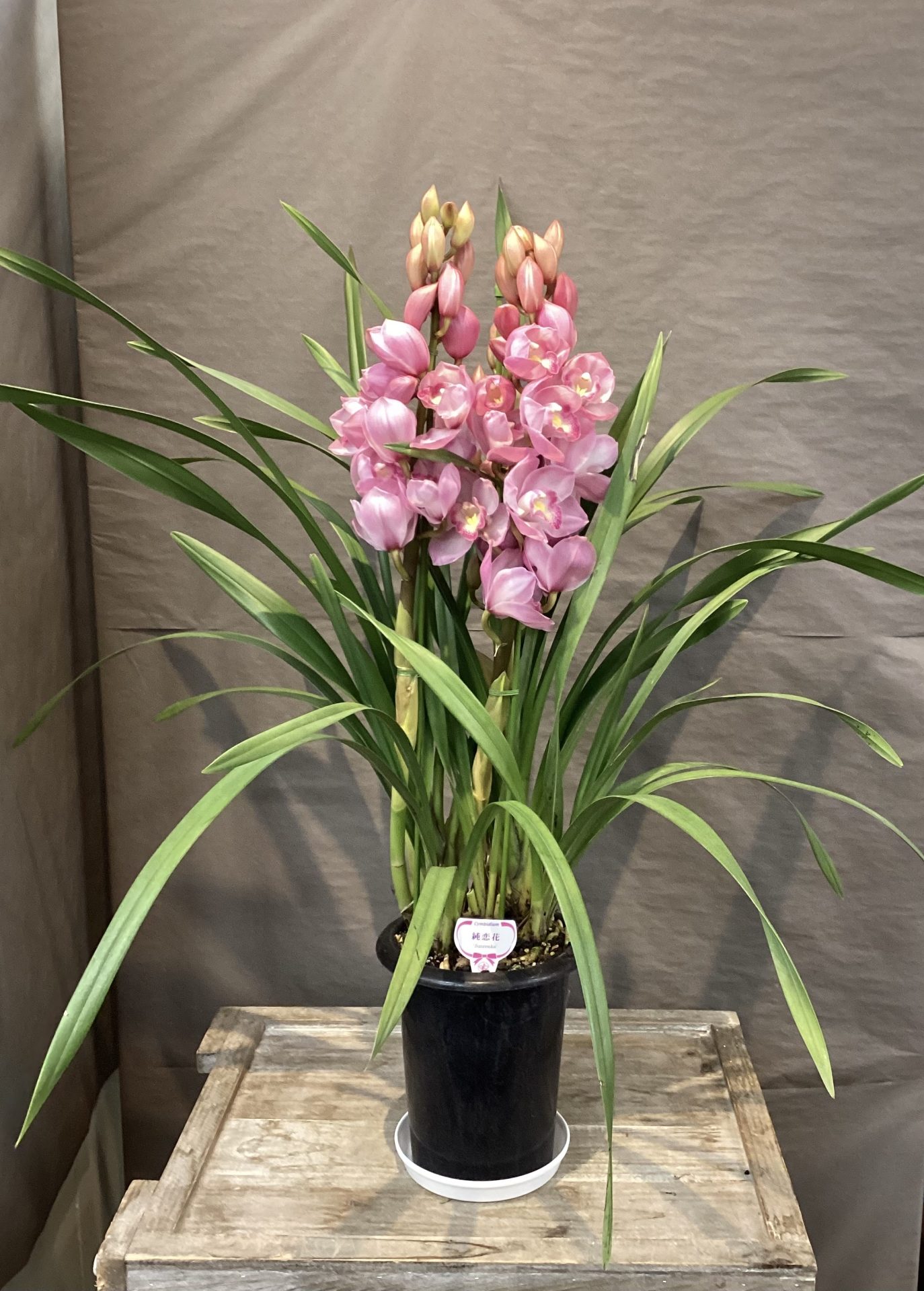 /|佐世保の花屋さん 花徳フローリスト