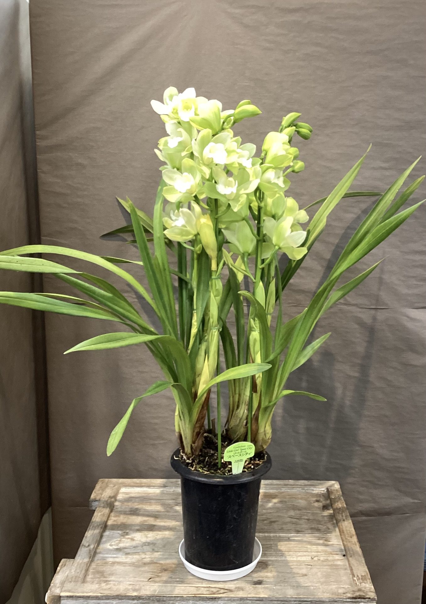 /|佐世保の花屋さん 花徳フローリスト