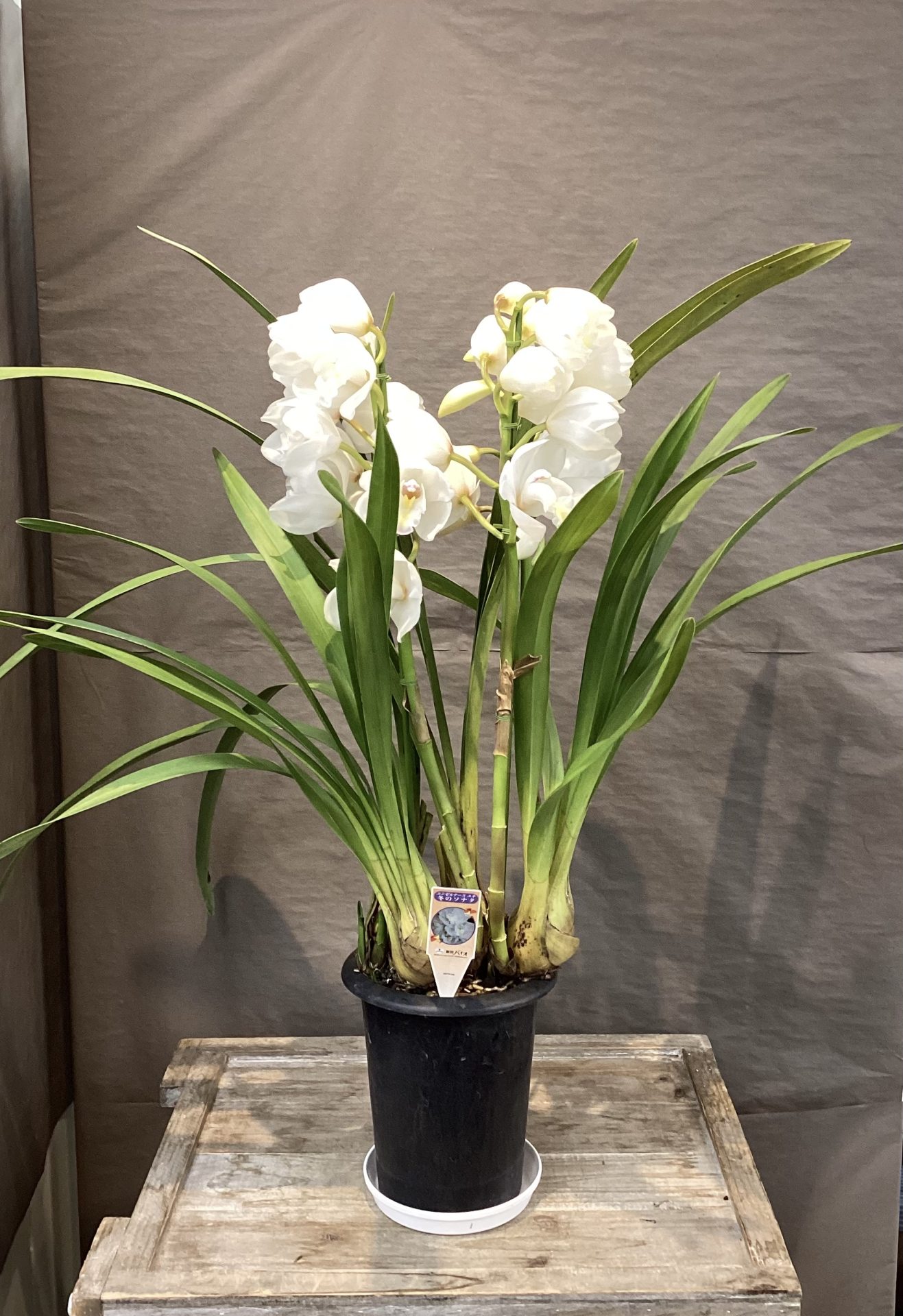 /|佐世保の花屋さん 花徳フローリスト