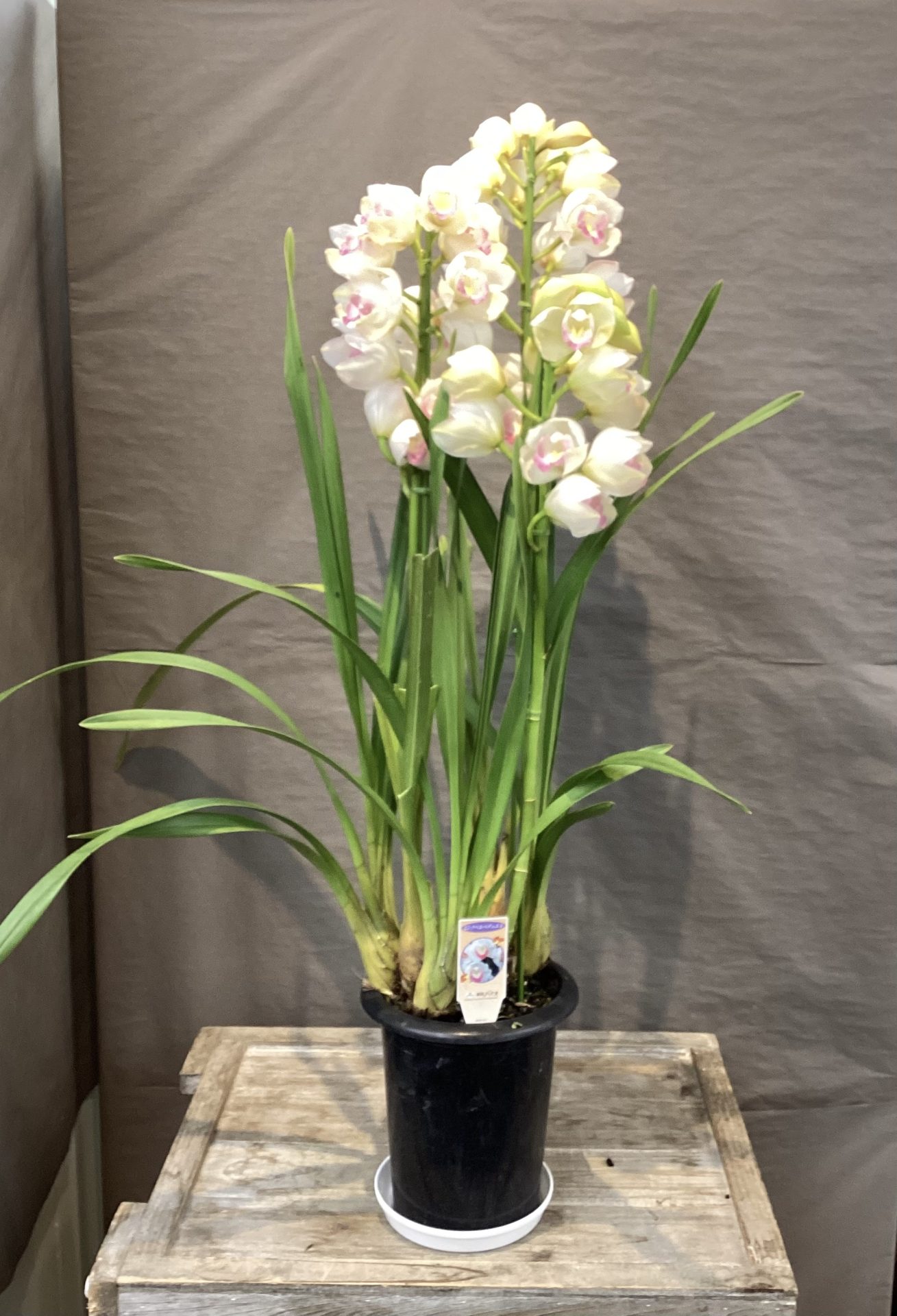 /|佐世保の花屋さん 花徳フローリスト