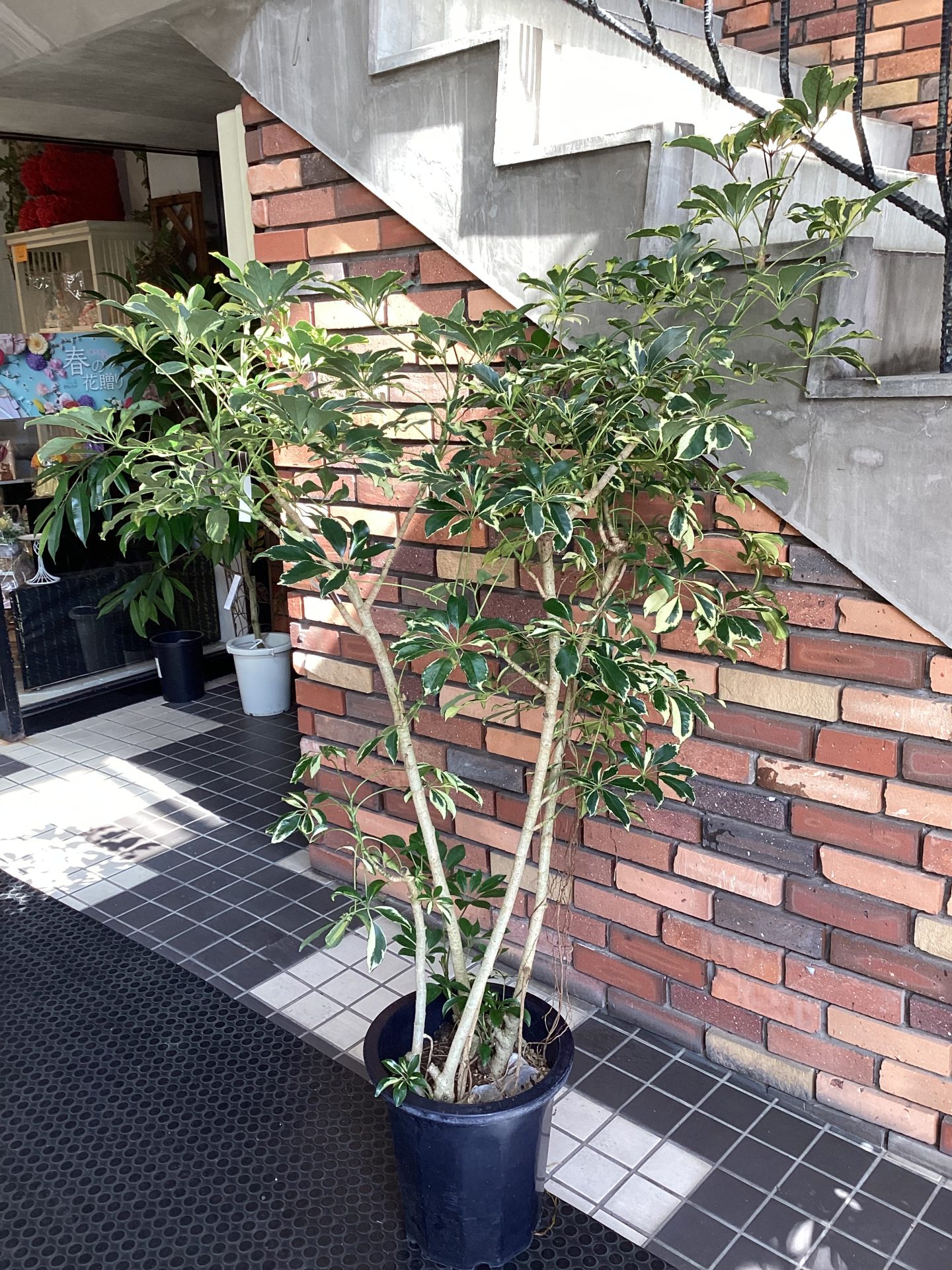 /|佐世保の花屋さん 花徳フローリスト