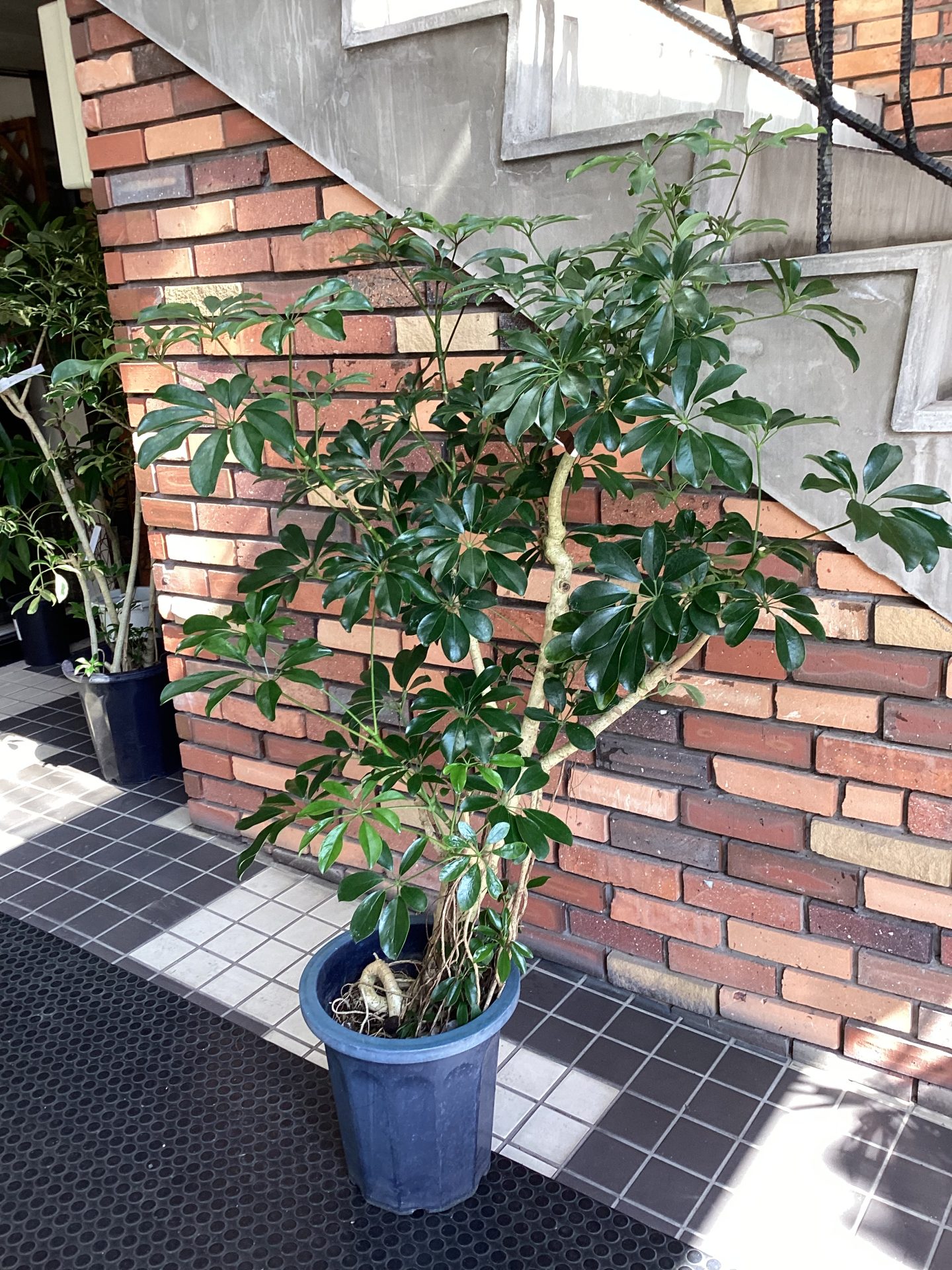 /|佐世保の花屋さん 花徳フローリスト