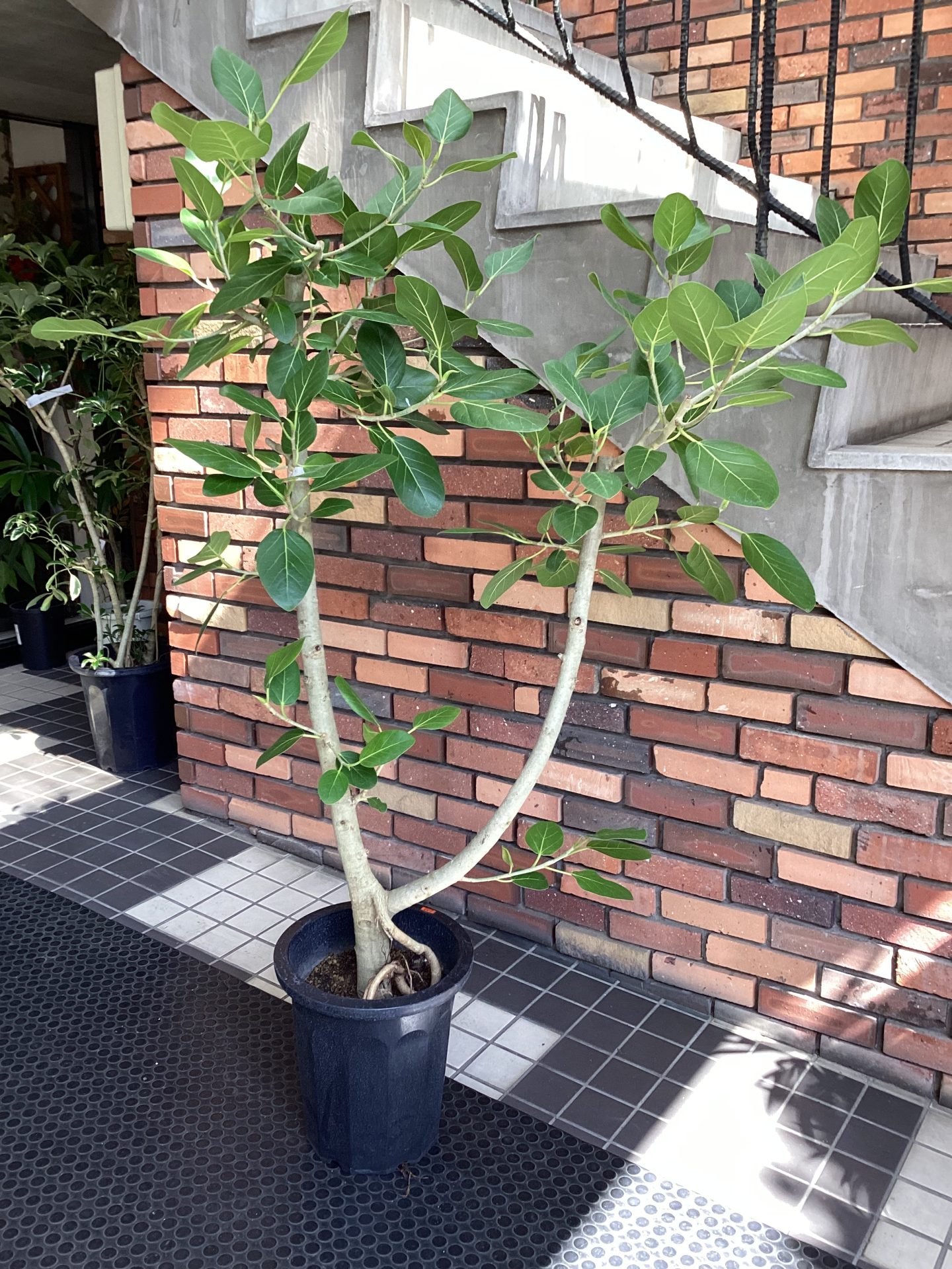 /|佐世保の花屋さん 花徳フローリスト