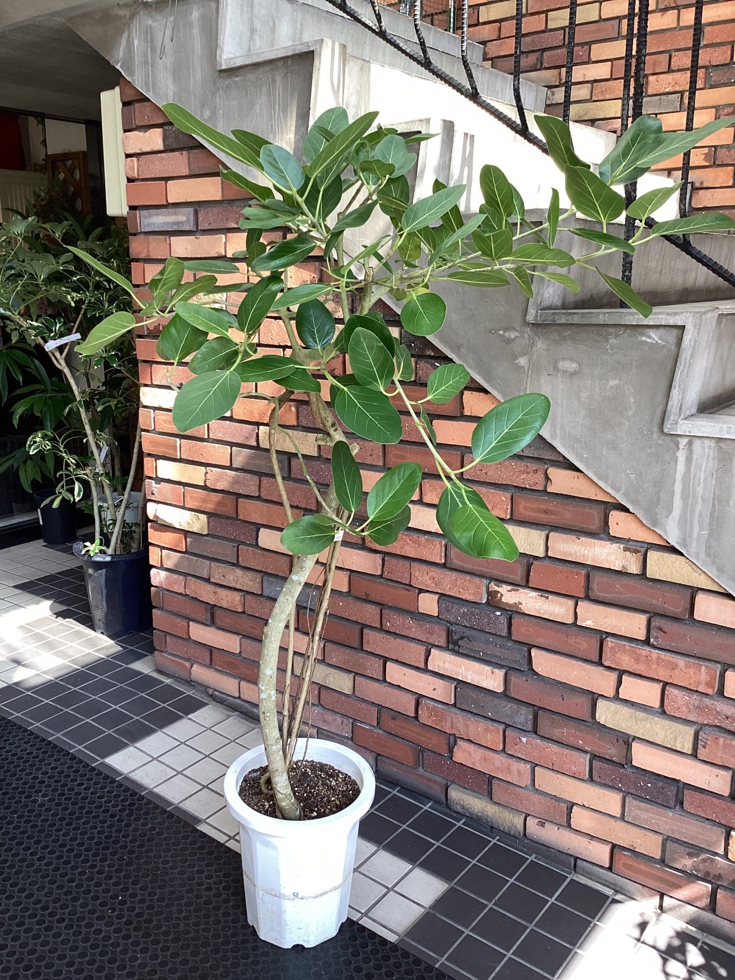 /|佐世保の花屋さん 花徳フローリスト