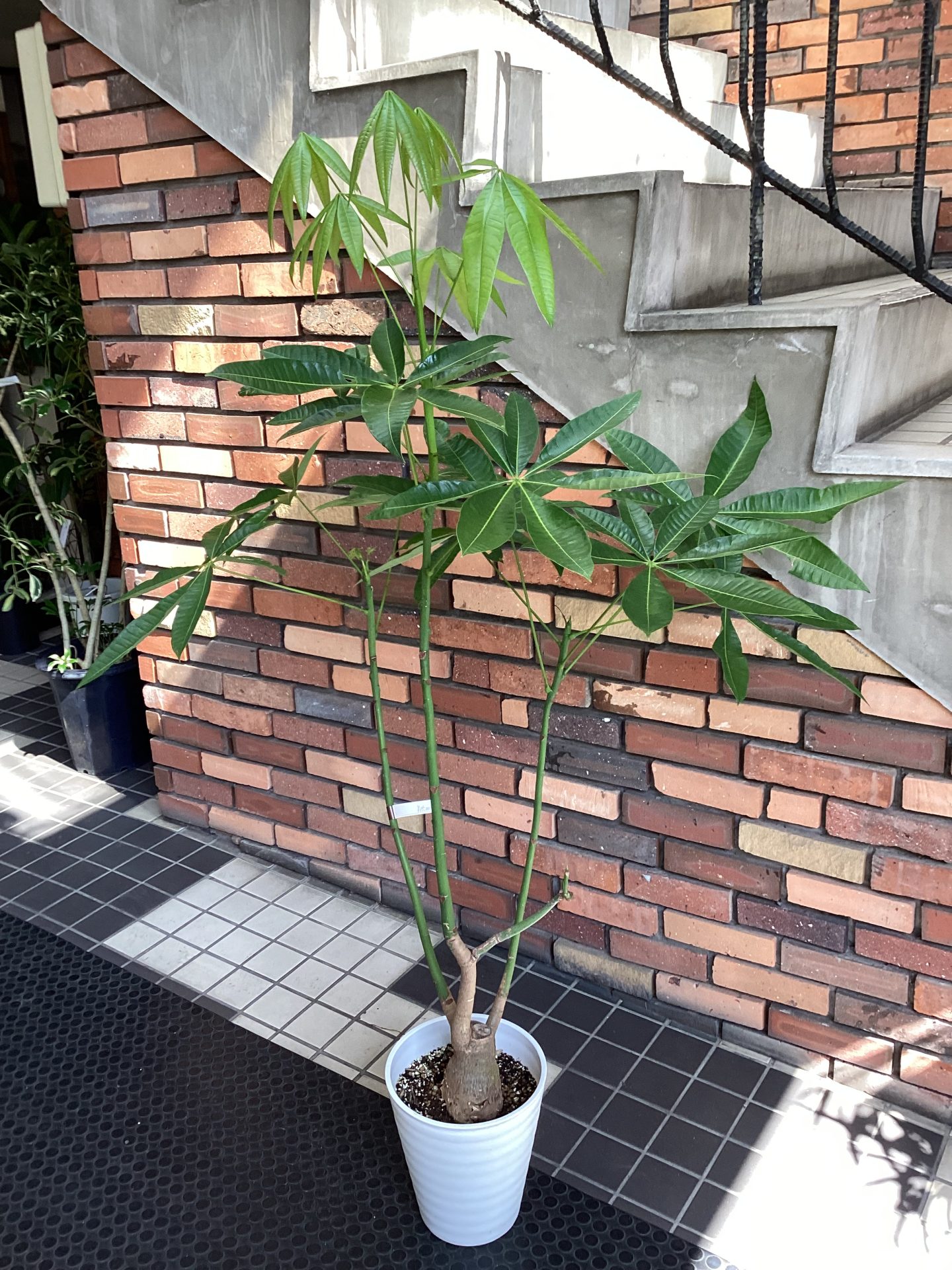 /|佐世保の花屋さん 花徳フローリスト