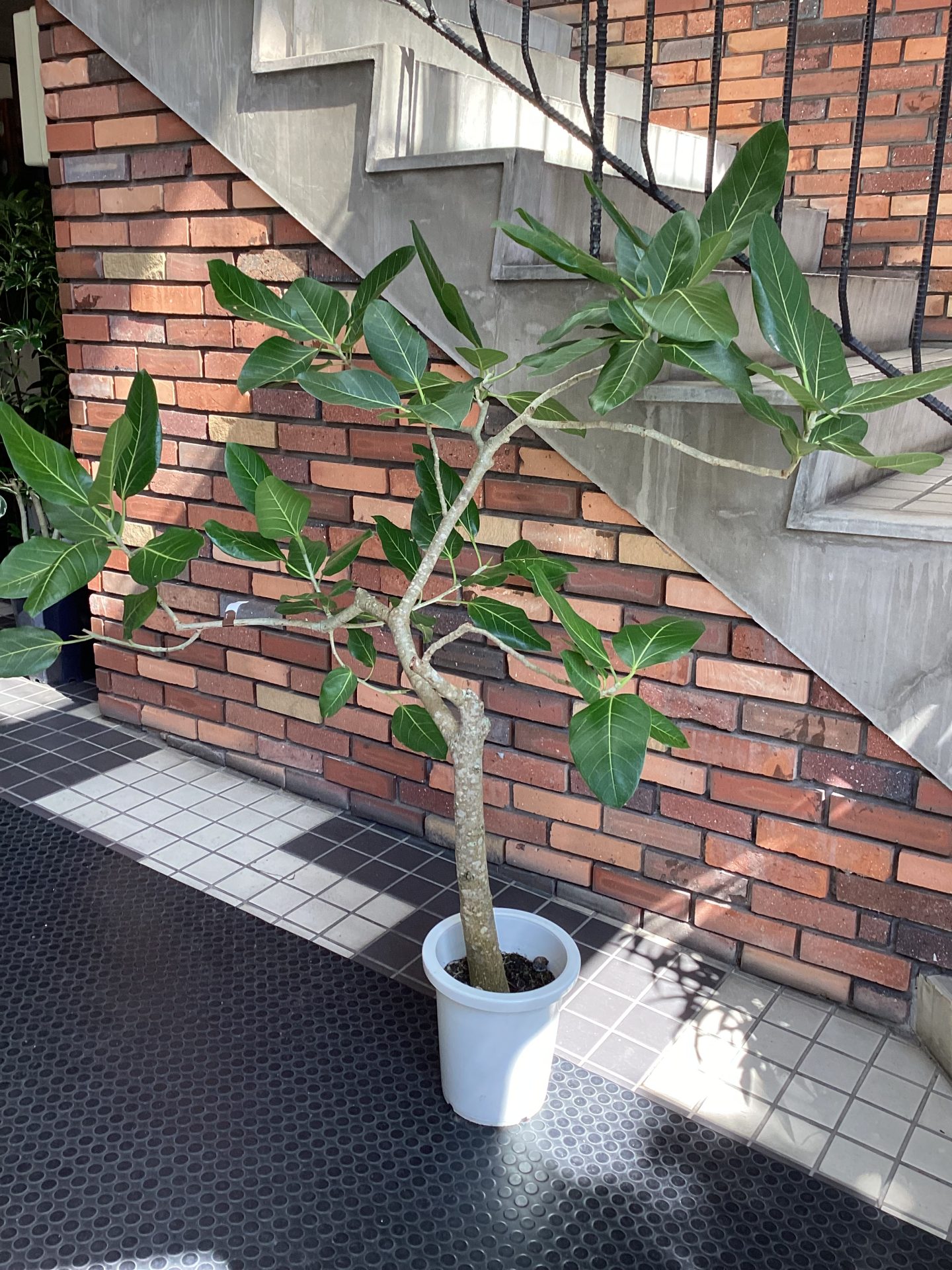 /|佐世保の花屋さん 花徳フローリスト