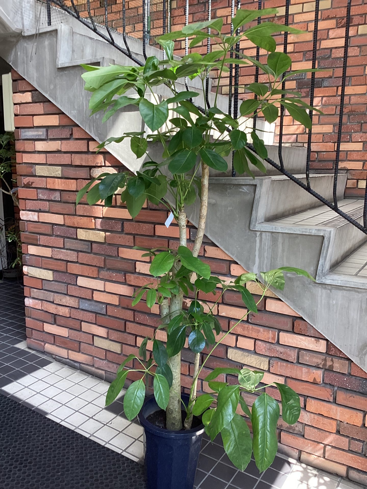 /|佐世保の花屋さん 花徳フローリスト