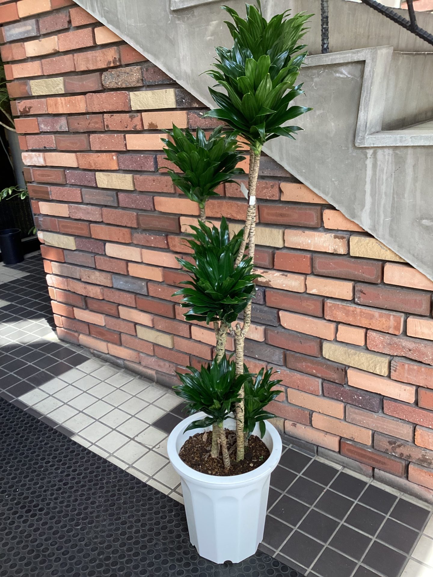 /|佐世保の花屋さん 花徳フローリスト