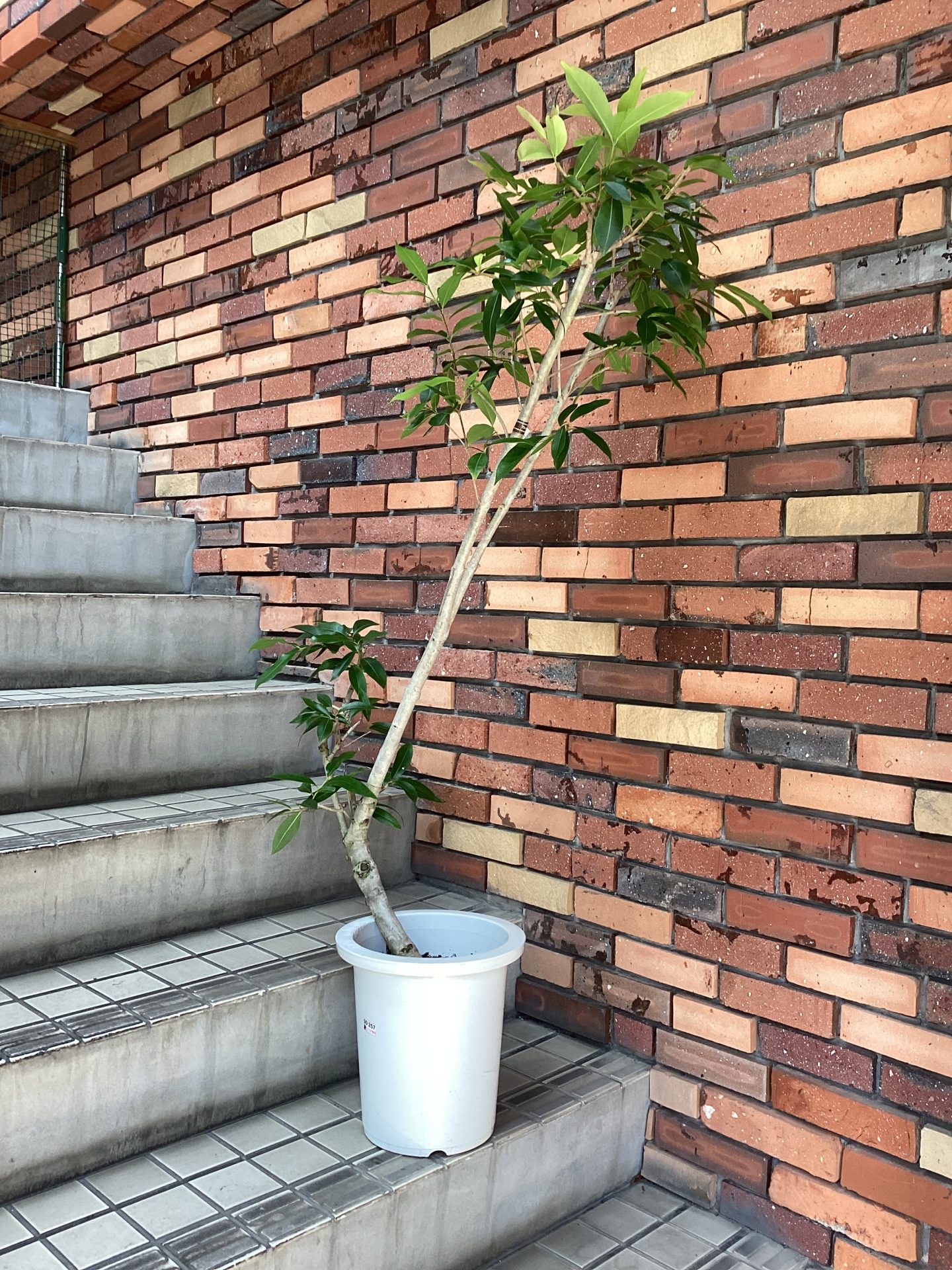 /|佐世保の花屋さん 花徳フローリスト