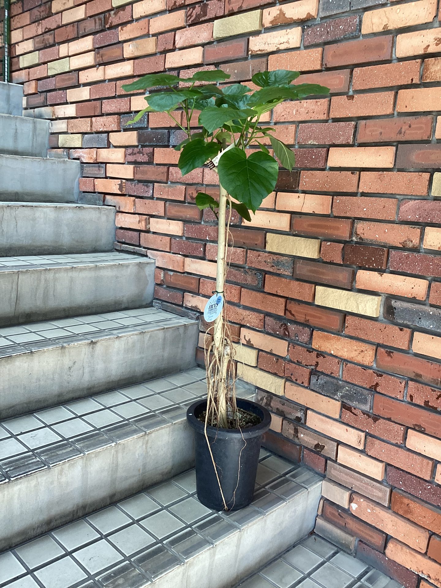 /|佐世保の花屋さん 花徳フローリスト
