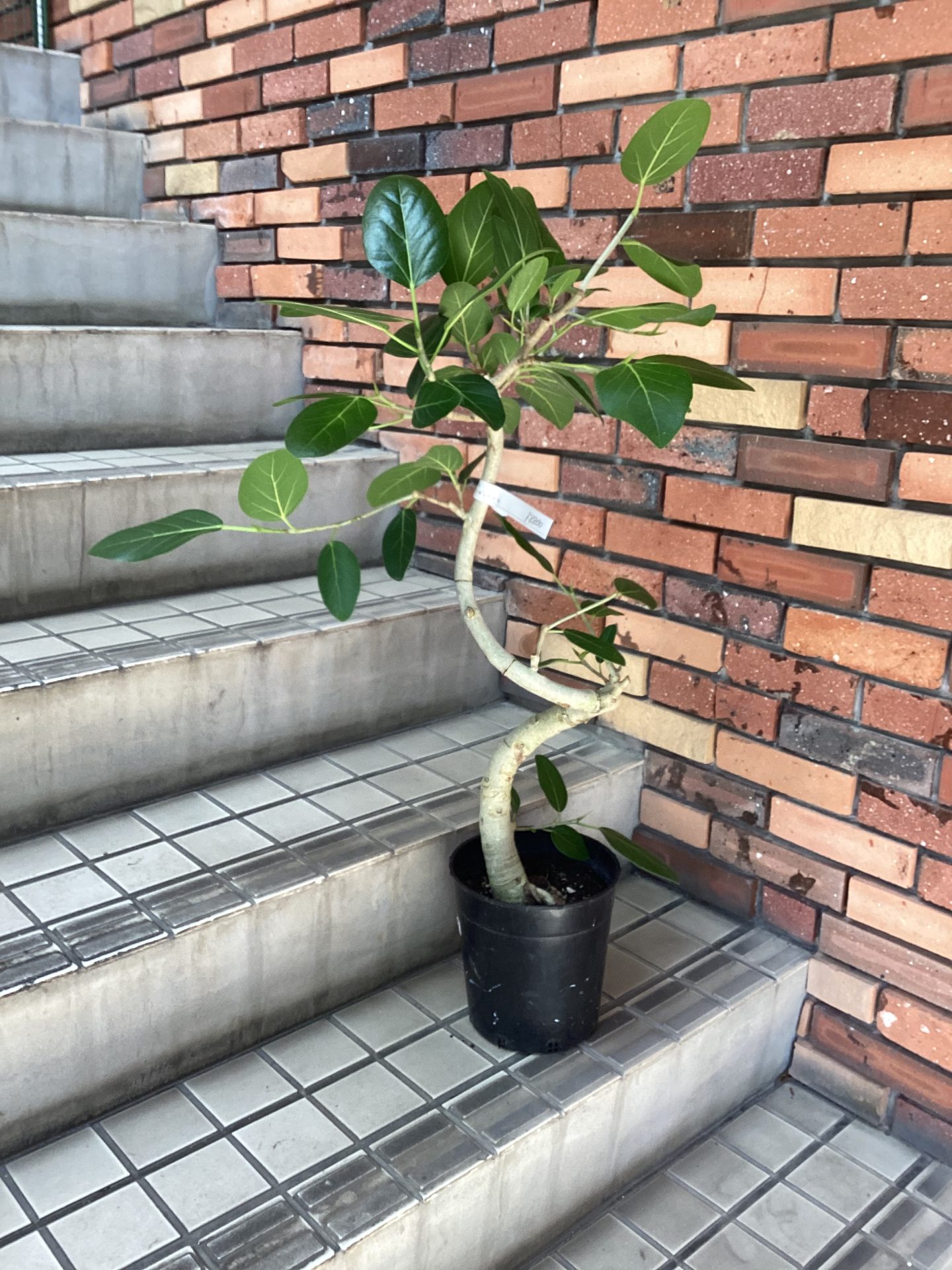 /|佐世保の花屋さん 花徳フローリスト